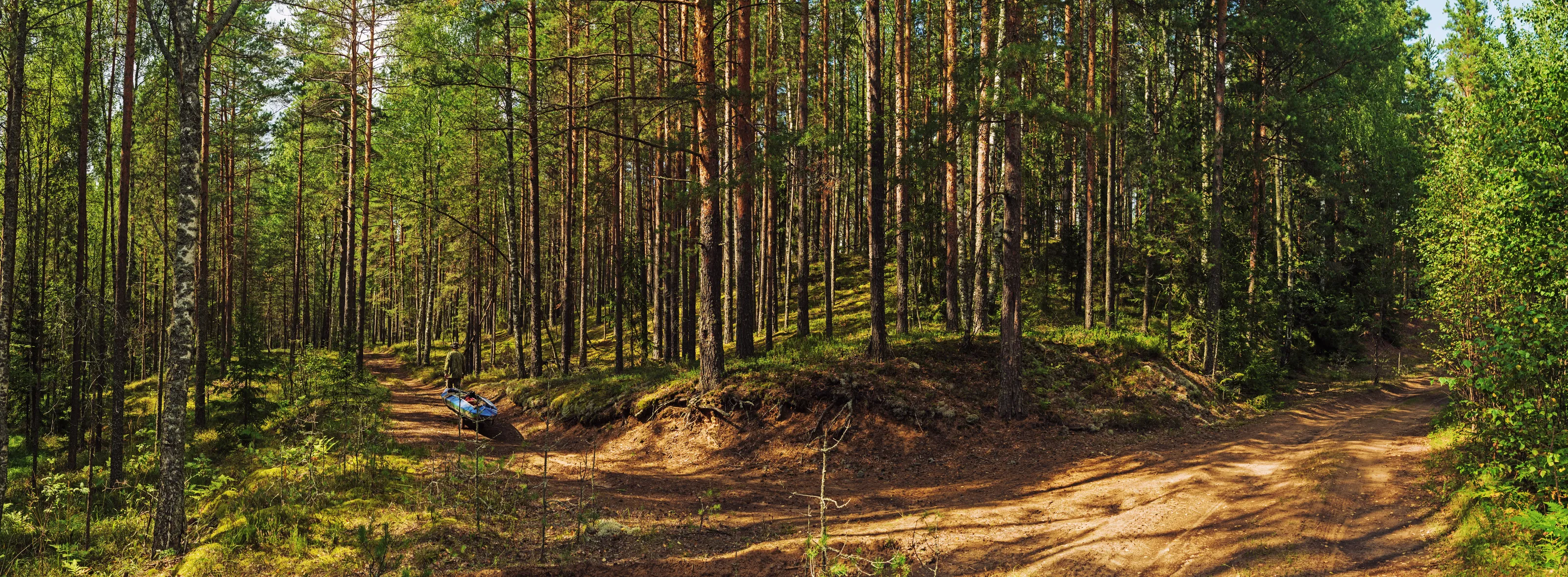 Travel with canoe in pine forest.