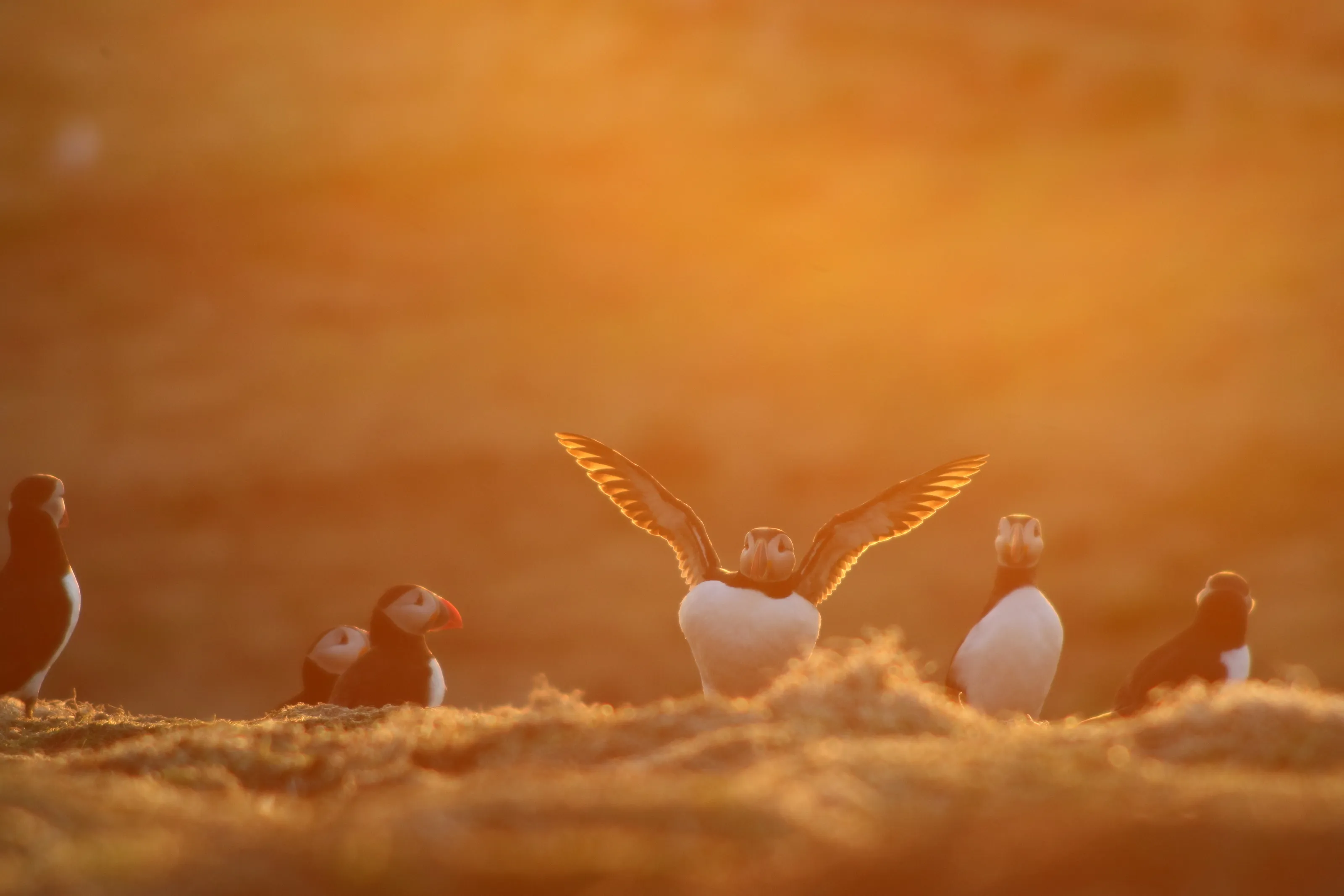 Skomer Island at Sunset