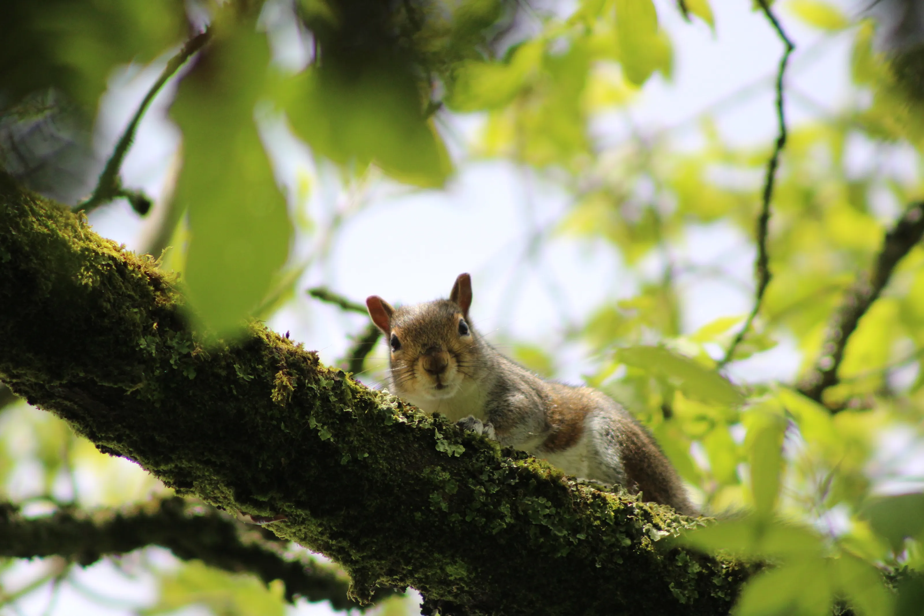 Squirrel
