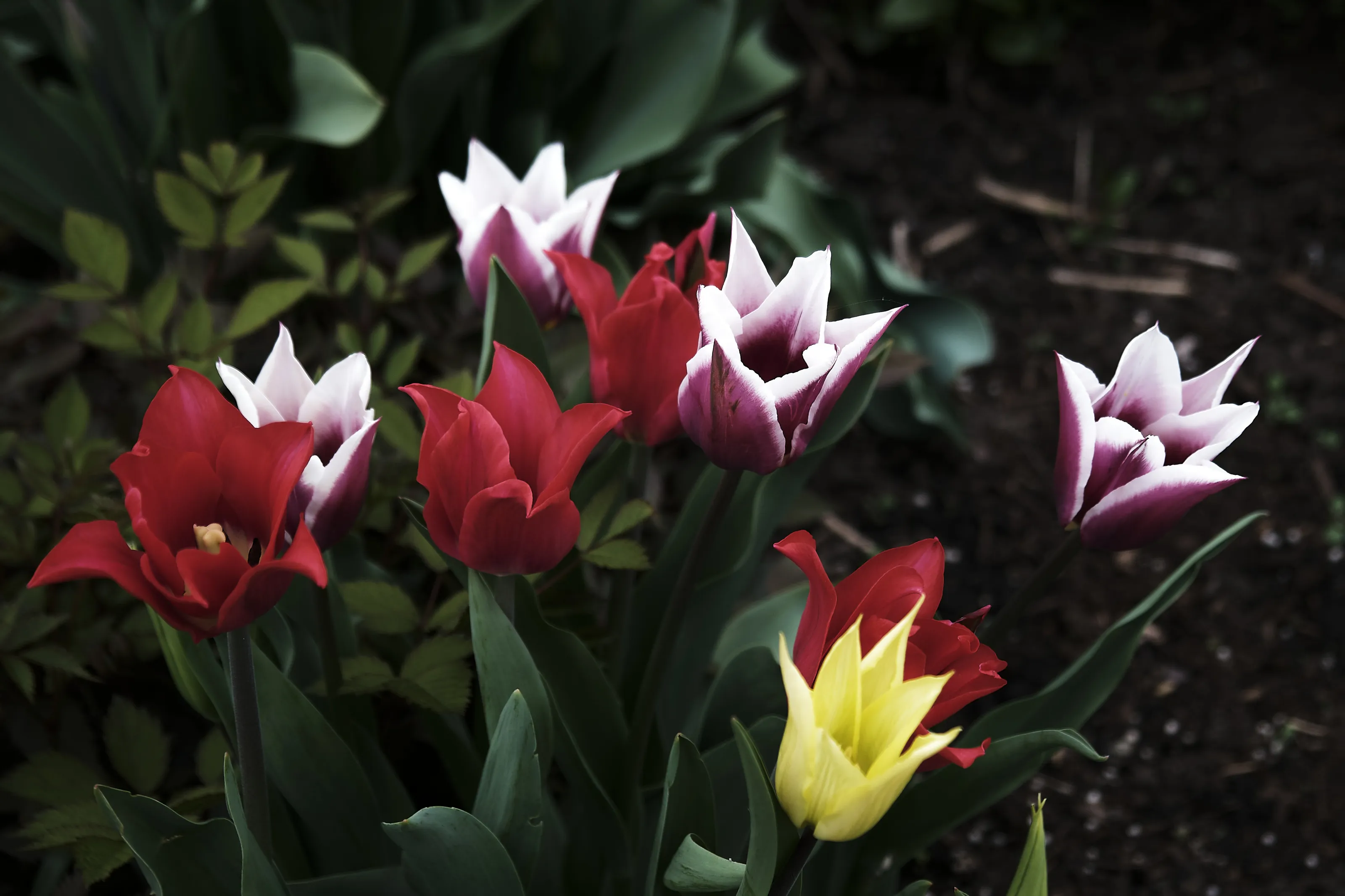 Bloom