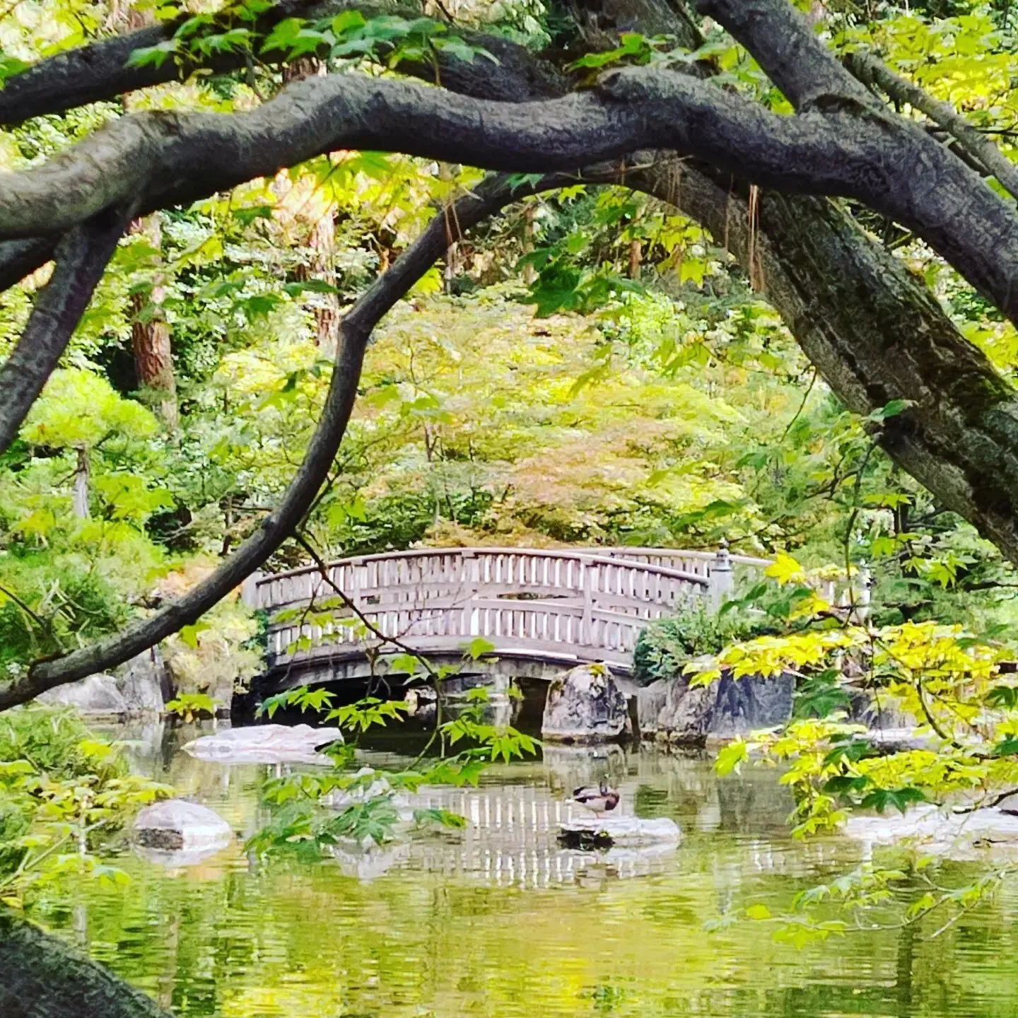 Pond at Japanese Garden