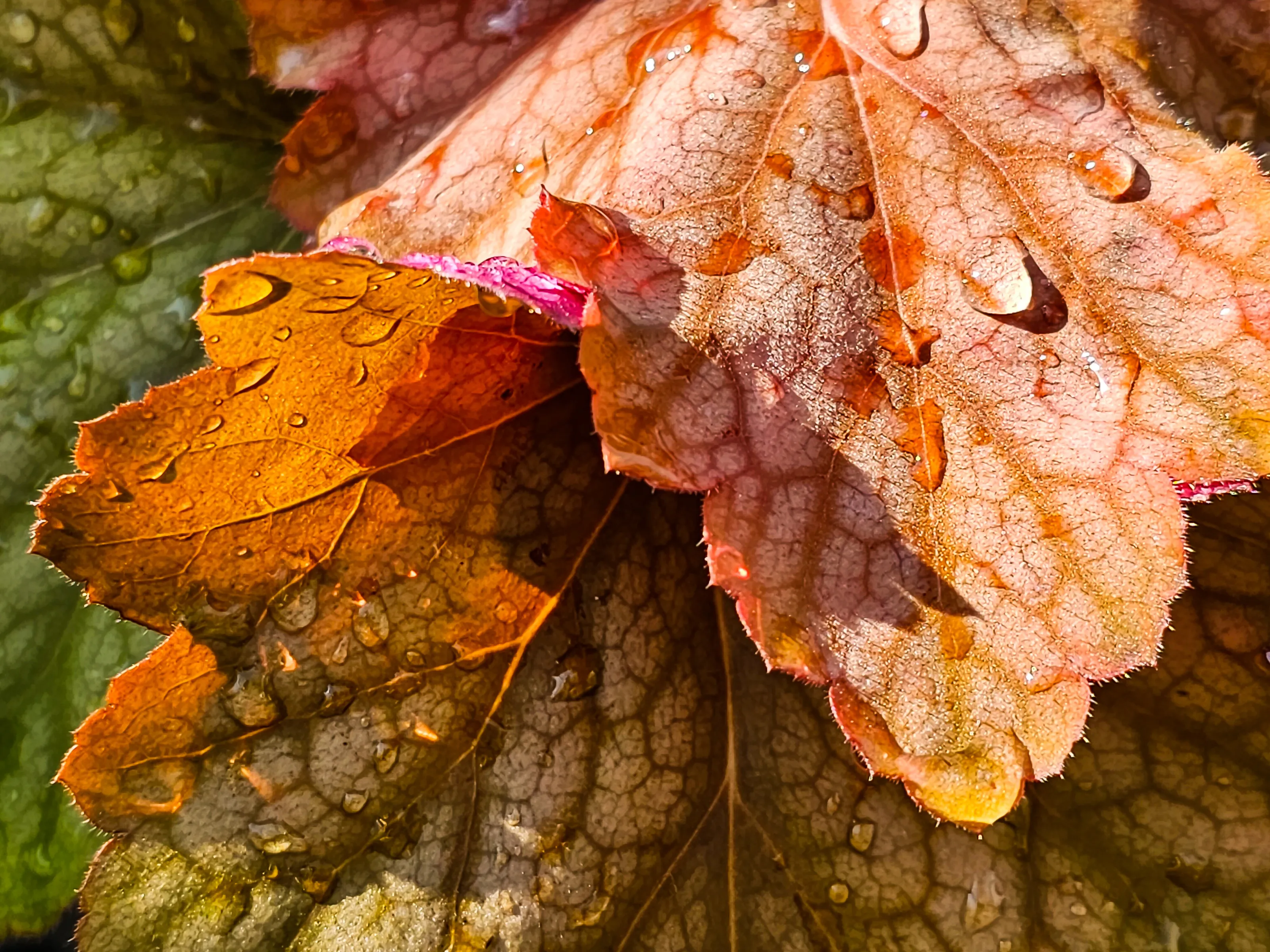 Watermelon Heuchera
