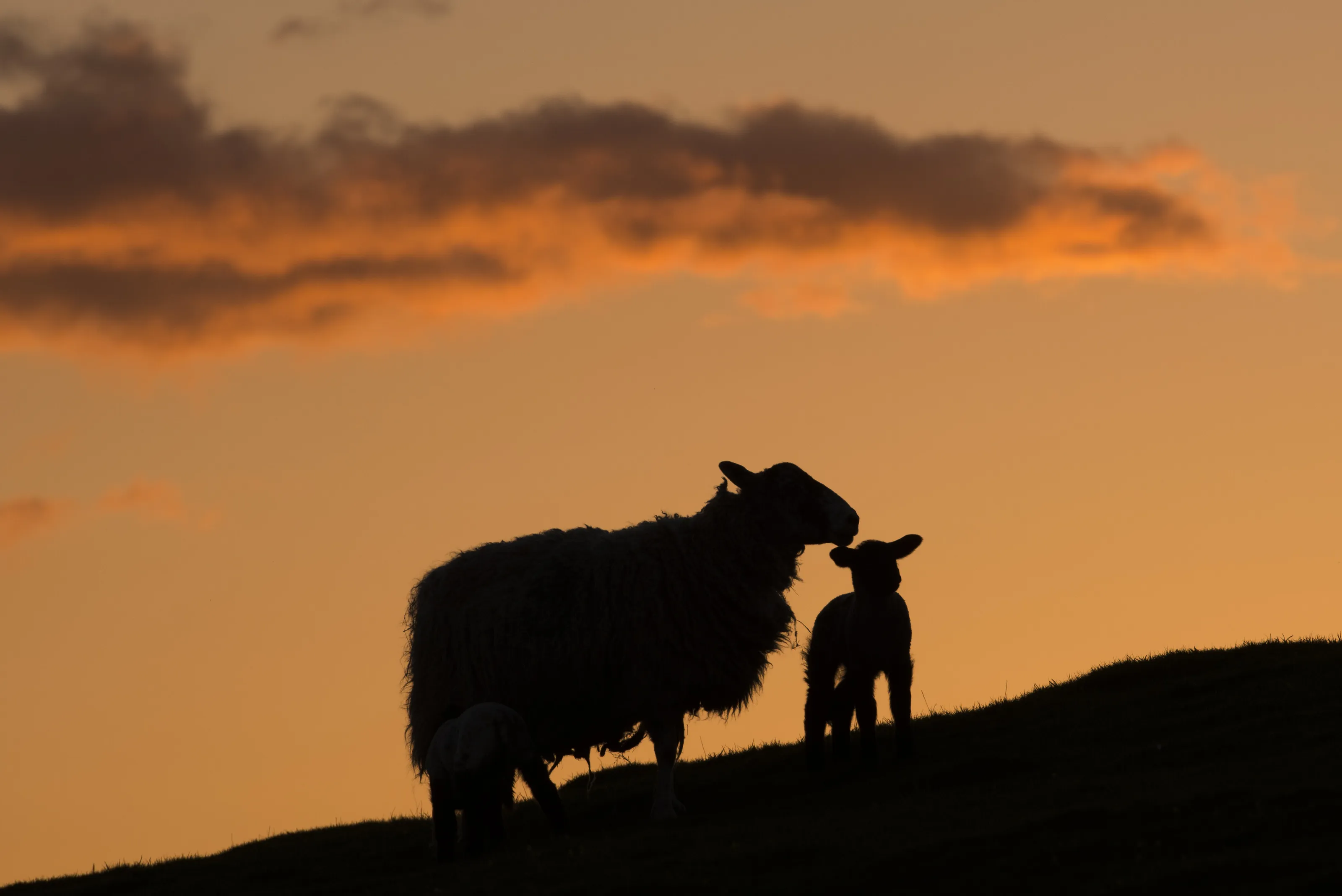 A mothers love caring