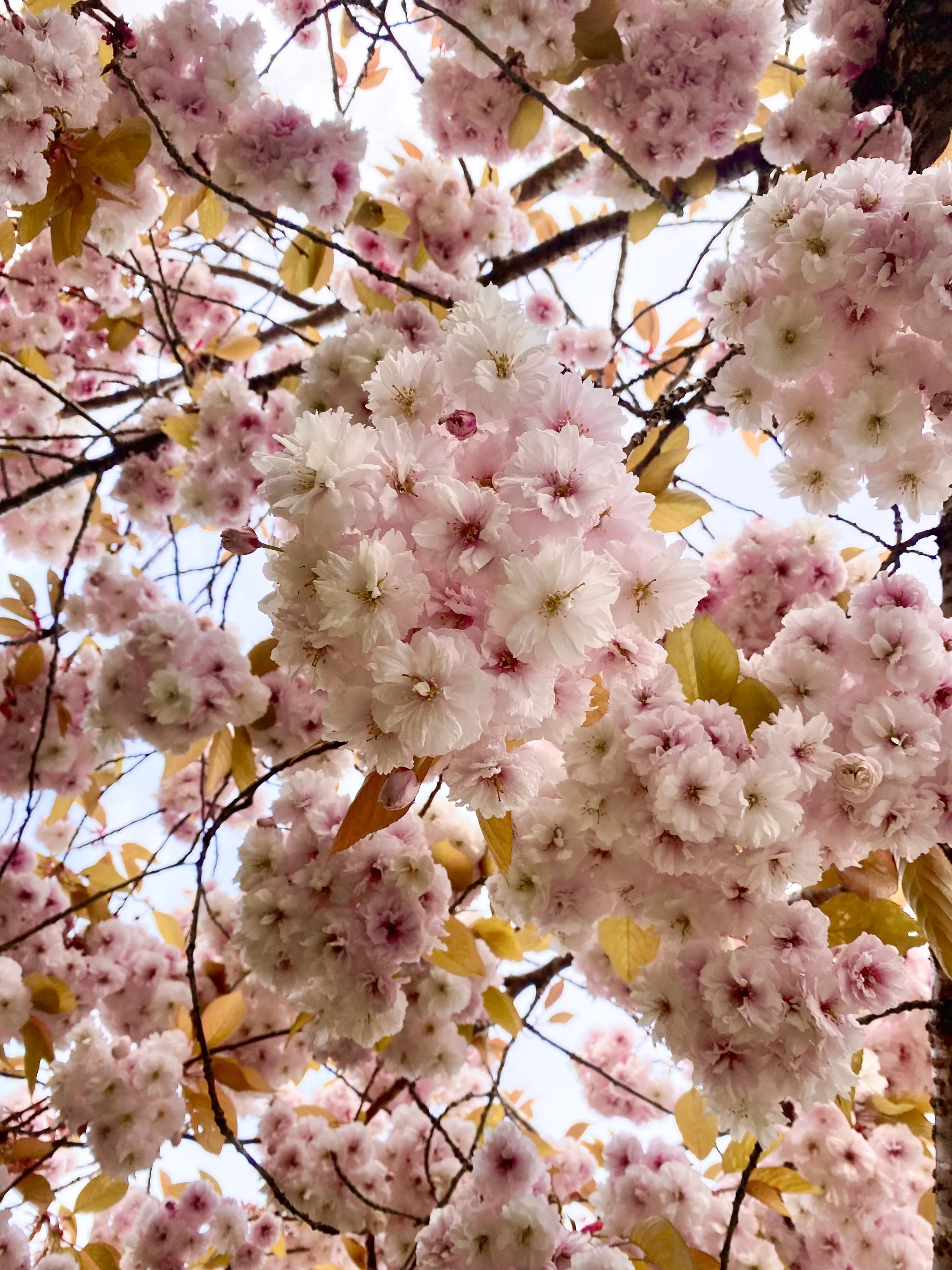 cherry blossoms