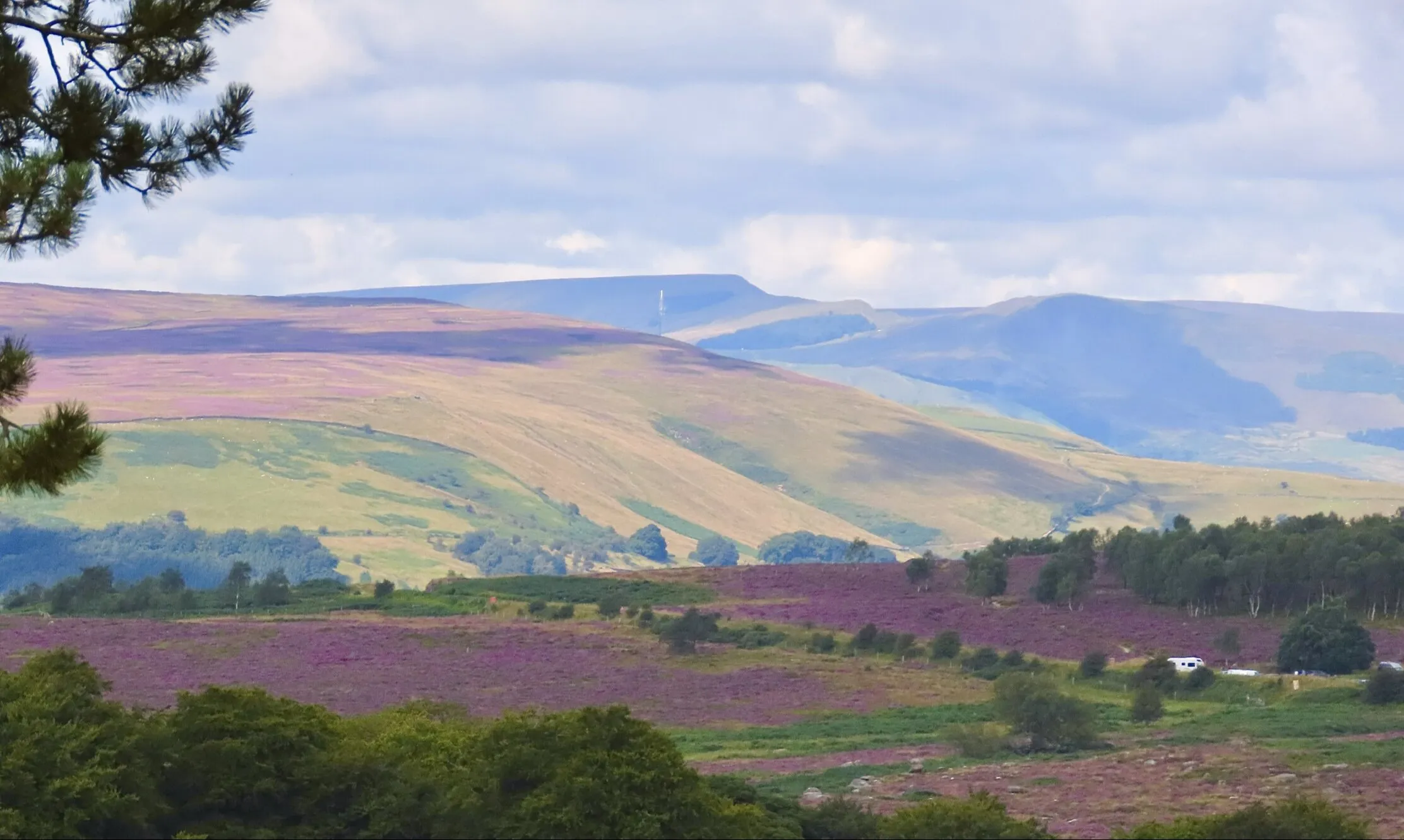 Autumnal heather