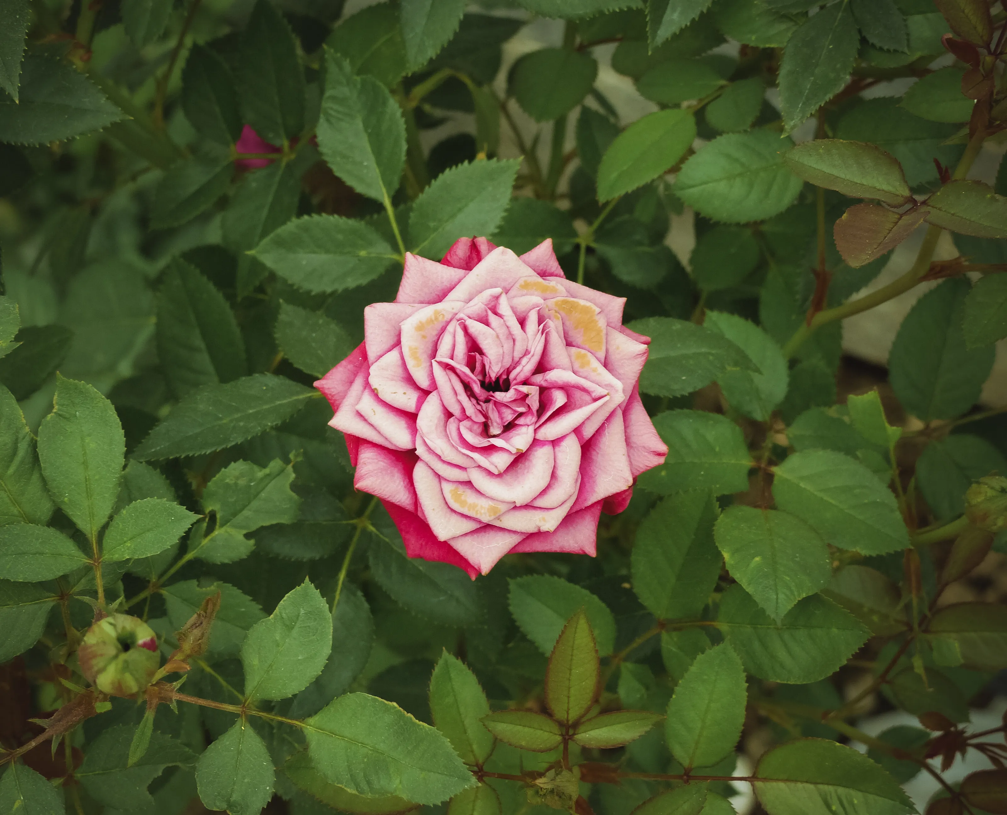 A flower does not think of competing with the flower next to it. It just blooms.