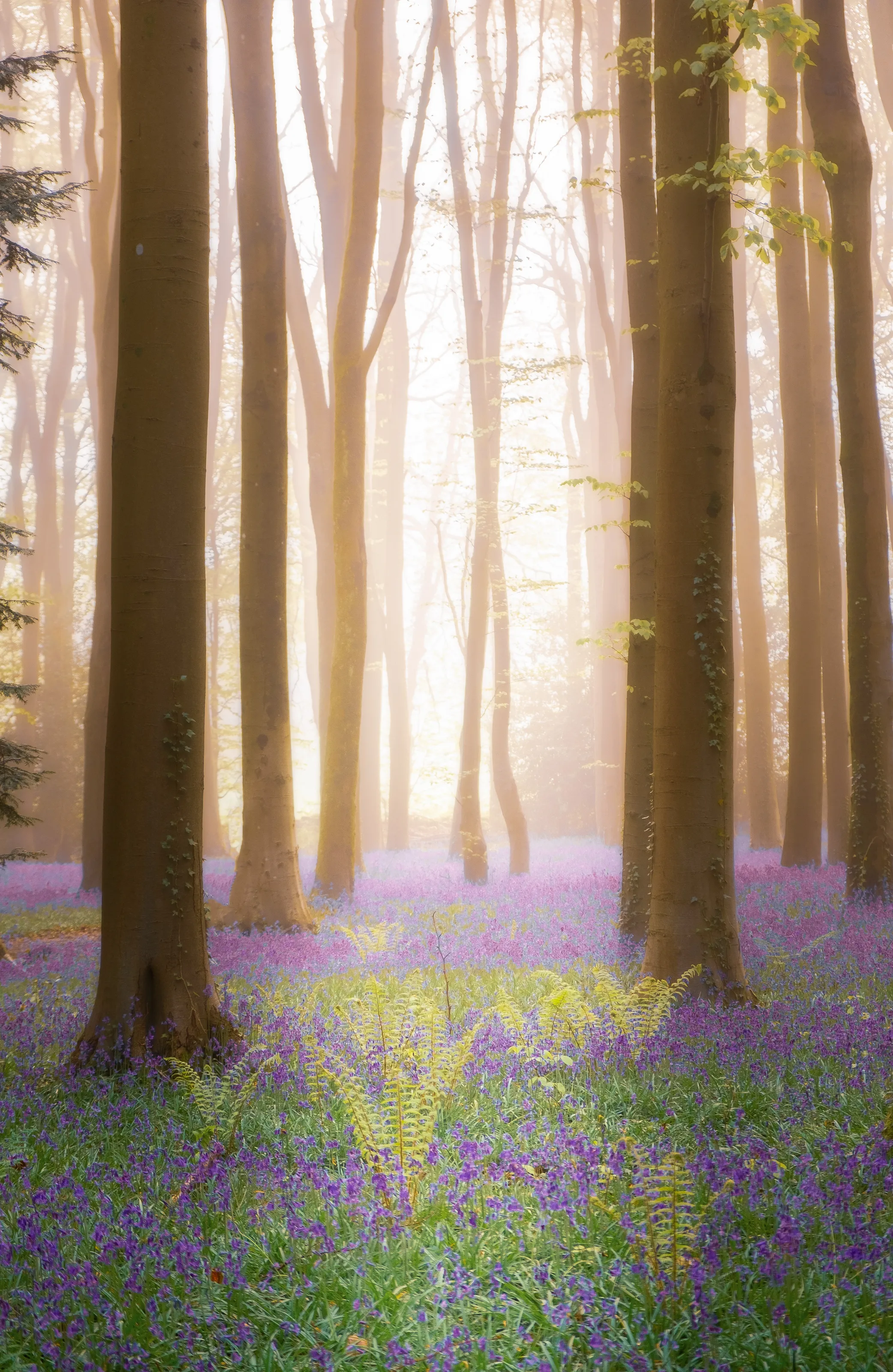 Bluebell Heaven