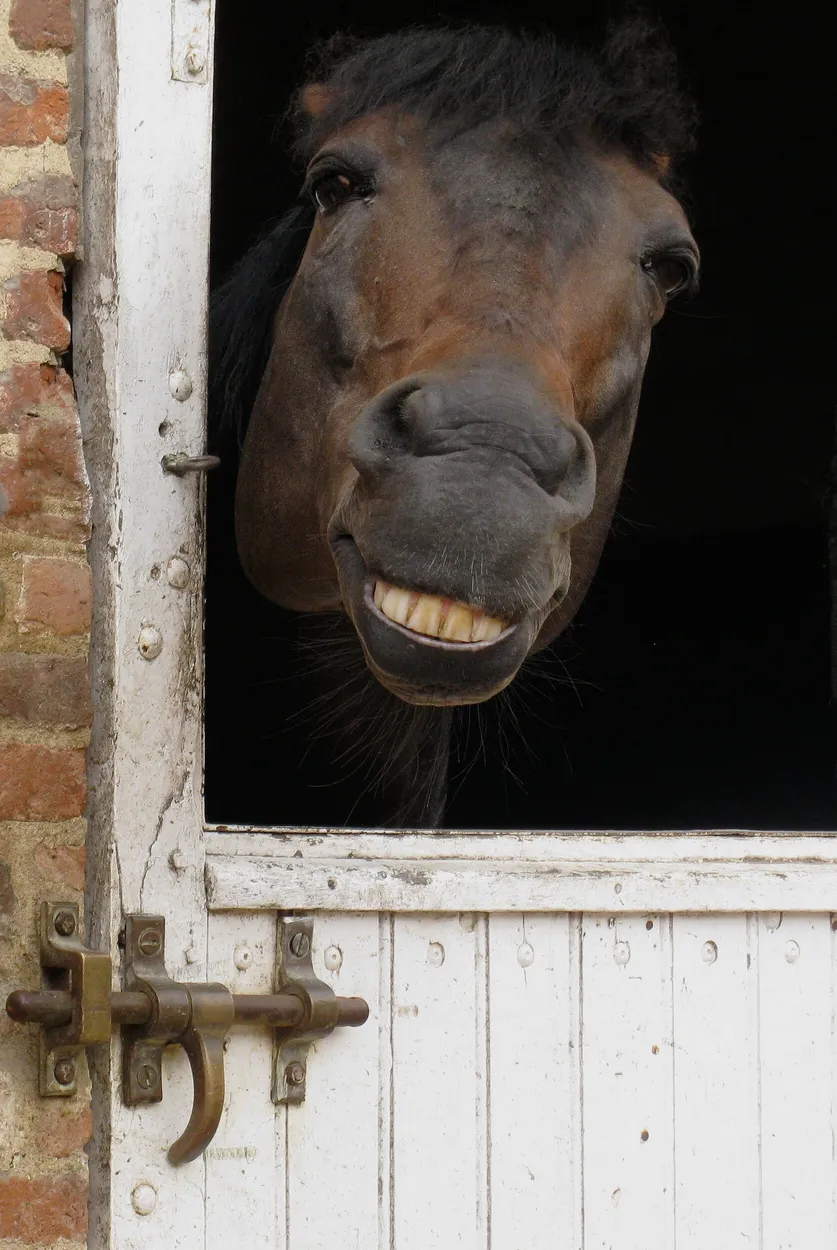 Entry 17620961