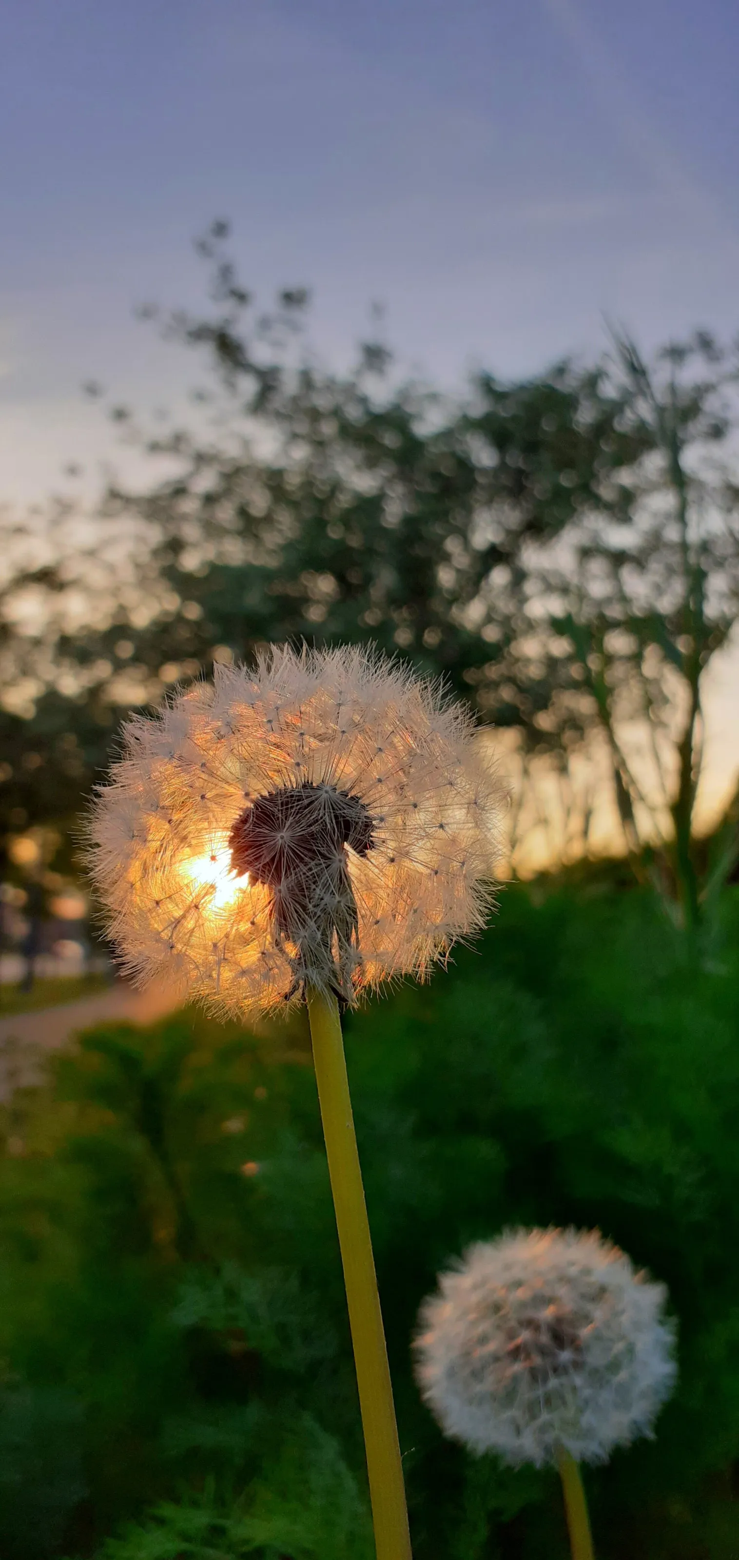 Evening Glow