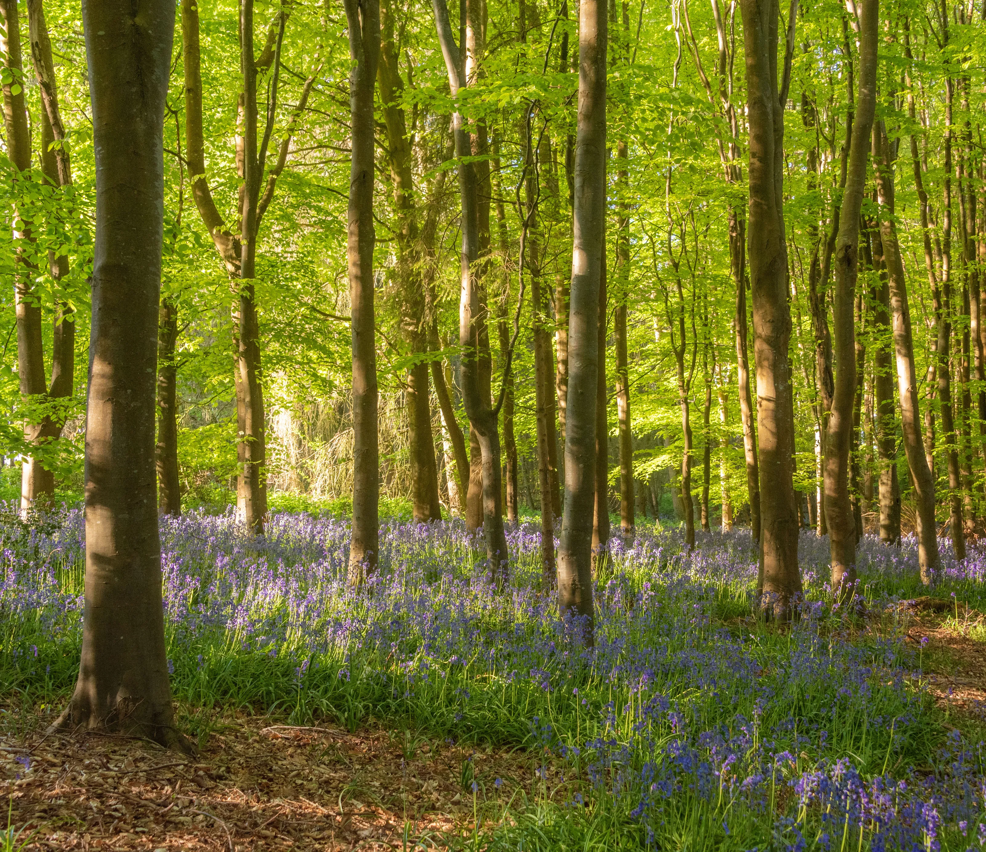 New Forest bluebells and beech, Hampshire