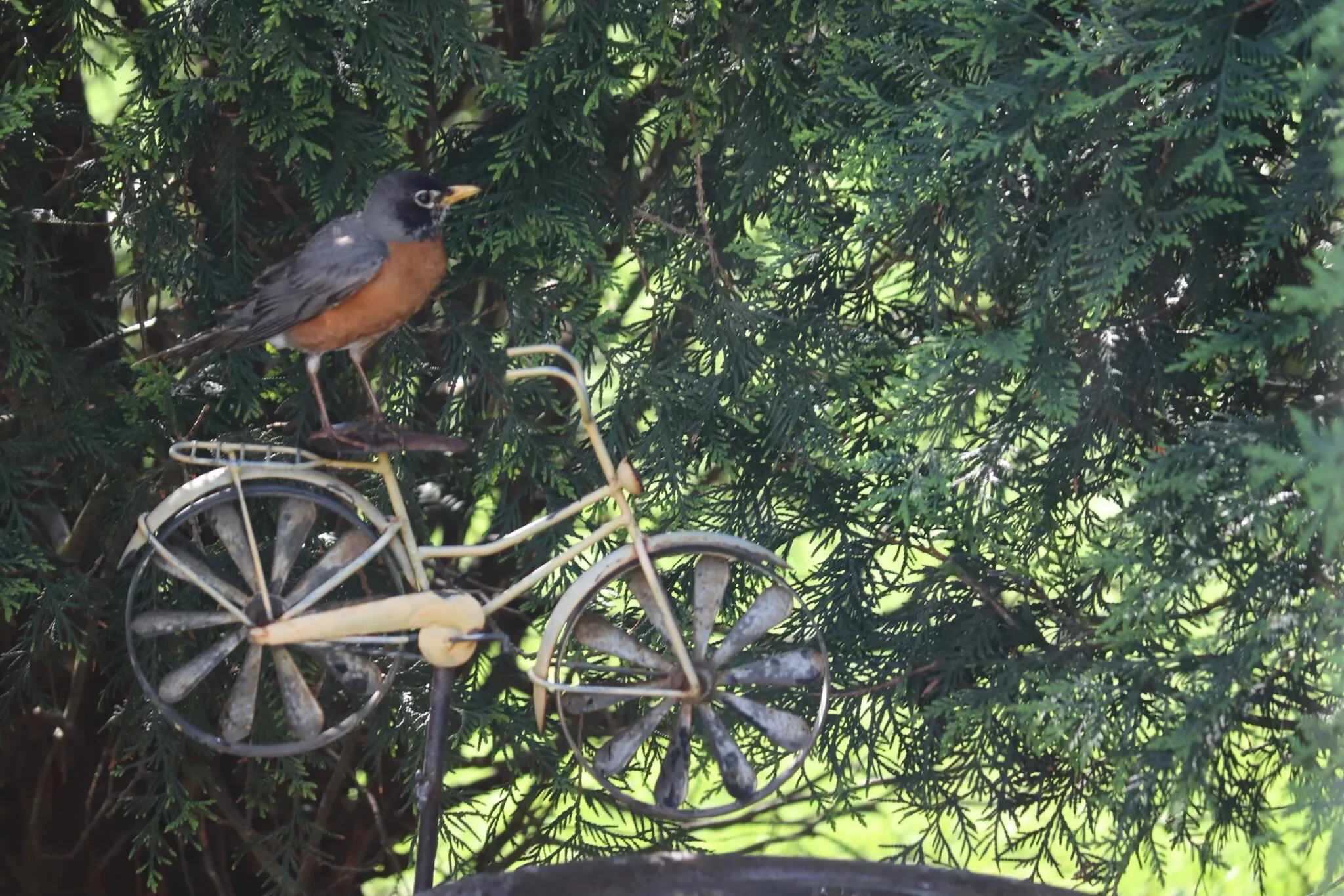 Ridin’ Robin