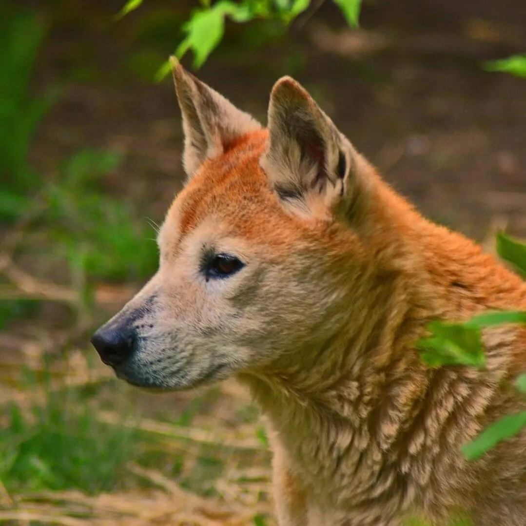 Dingo