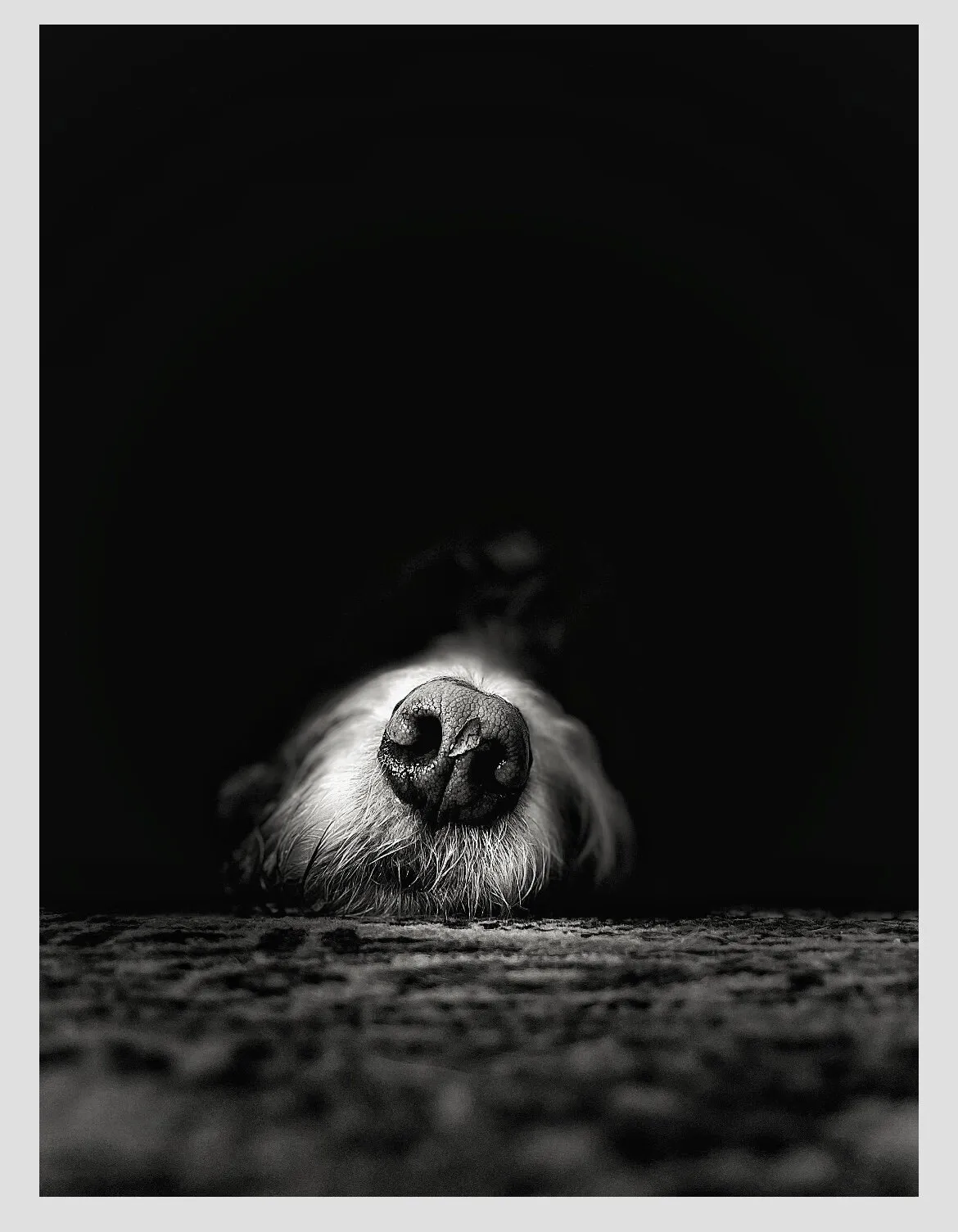 Nosey Rosey