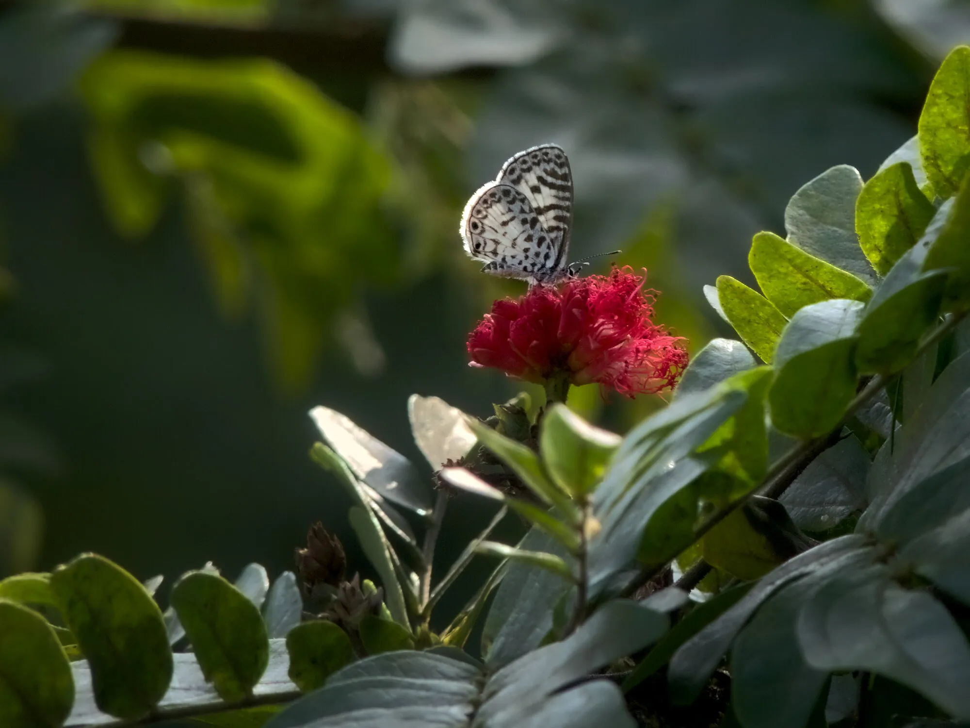 Light Wings