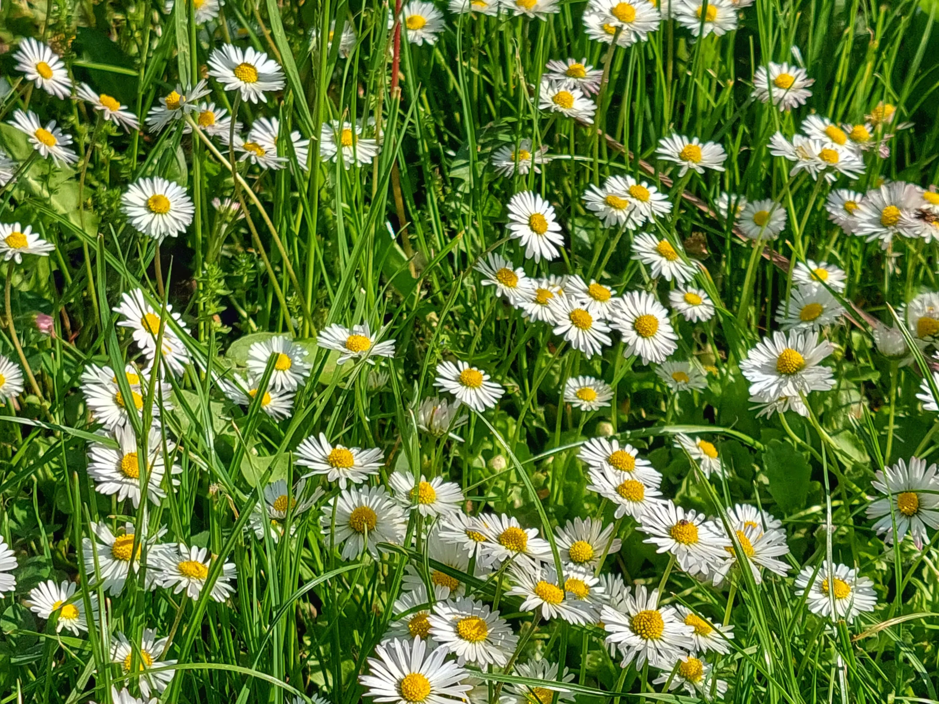 Wildflowers