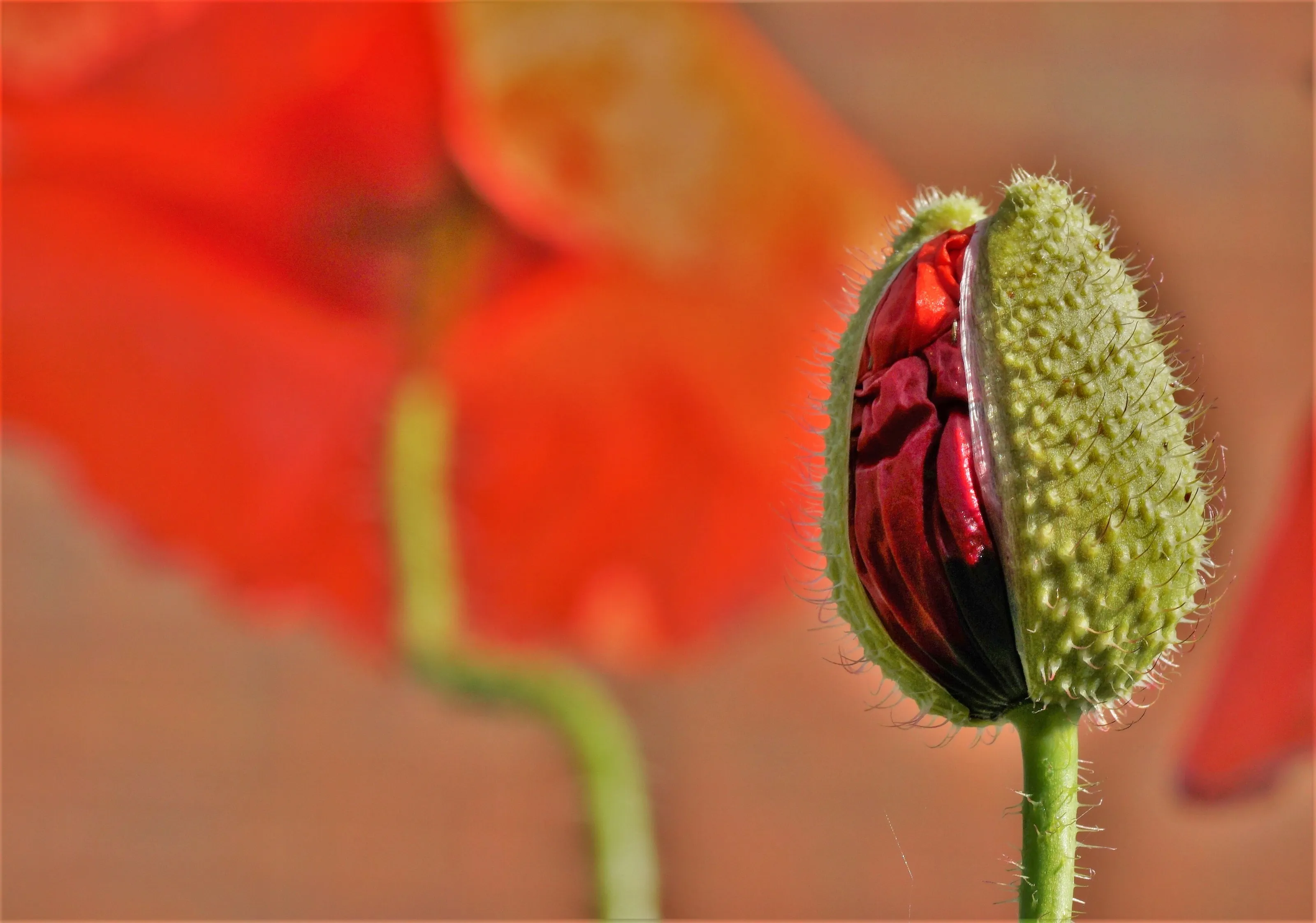 Poppy Bud