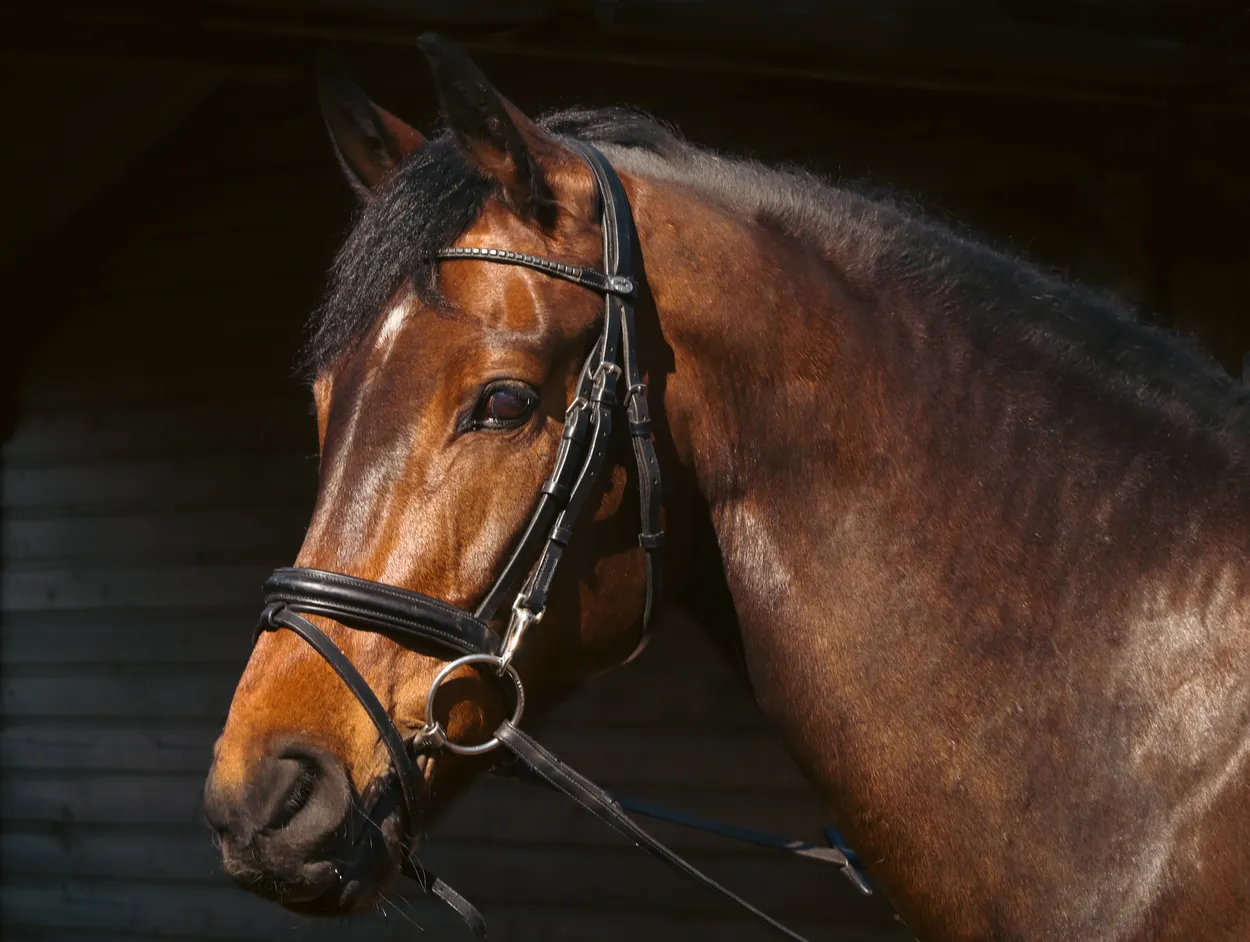 Entry 16533255