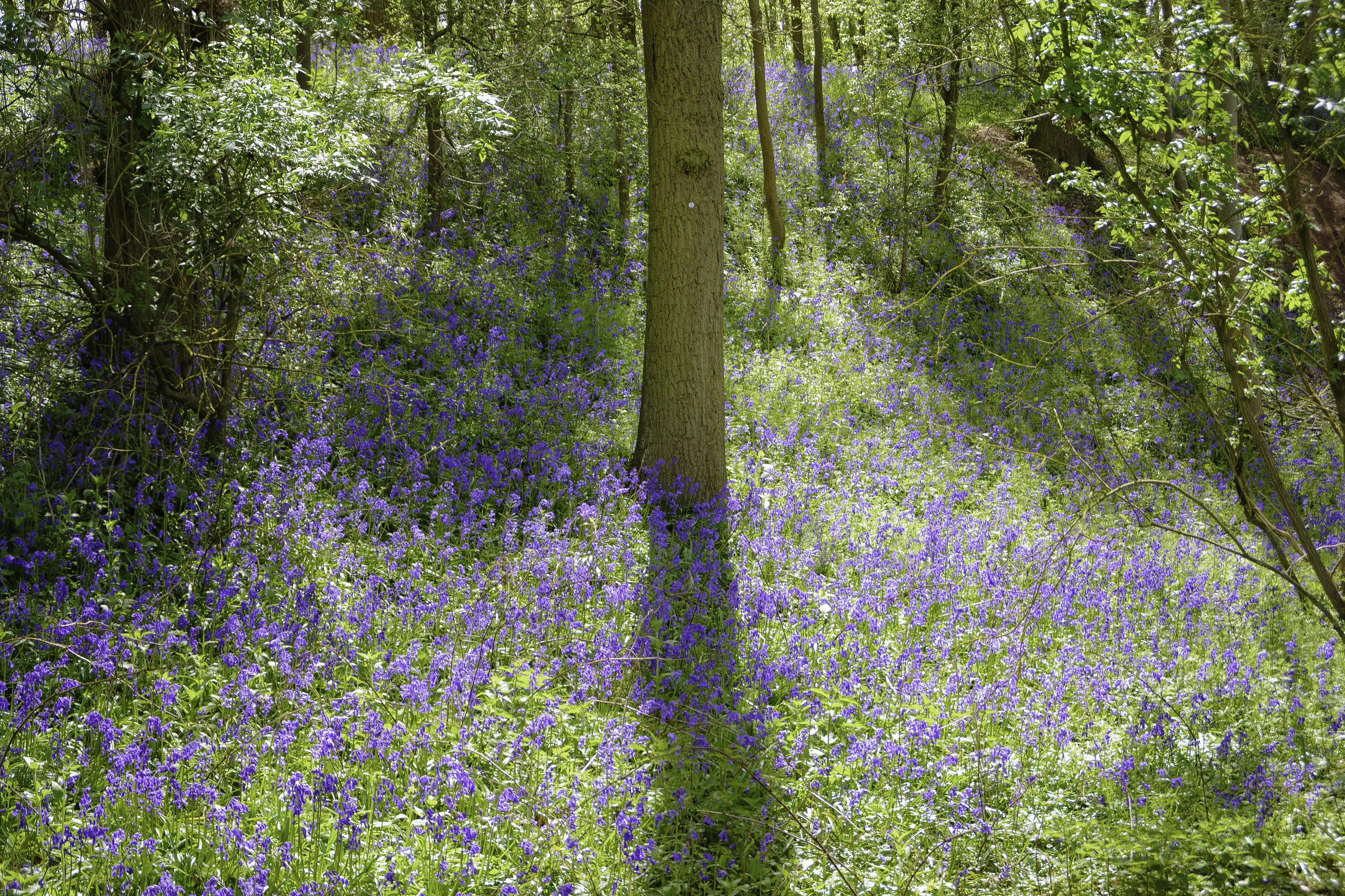Bluebells