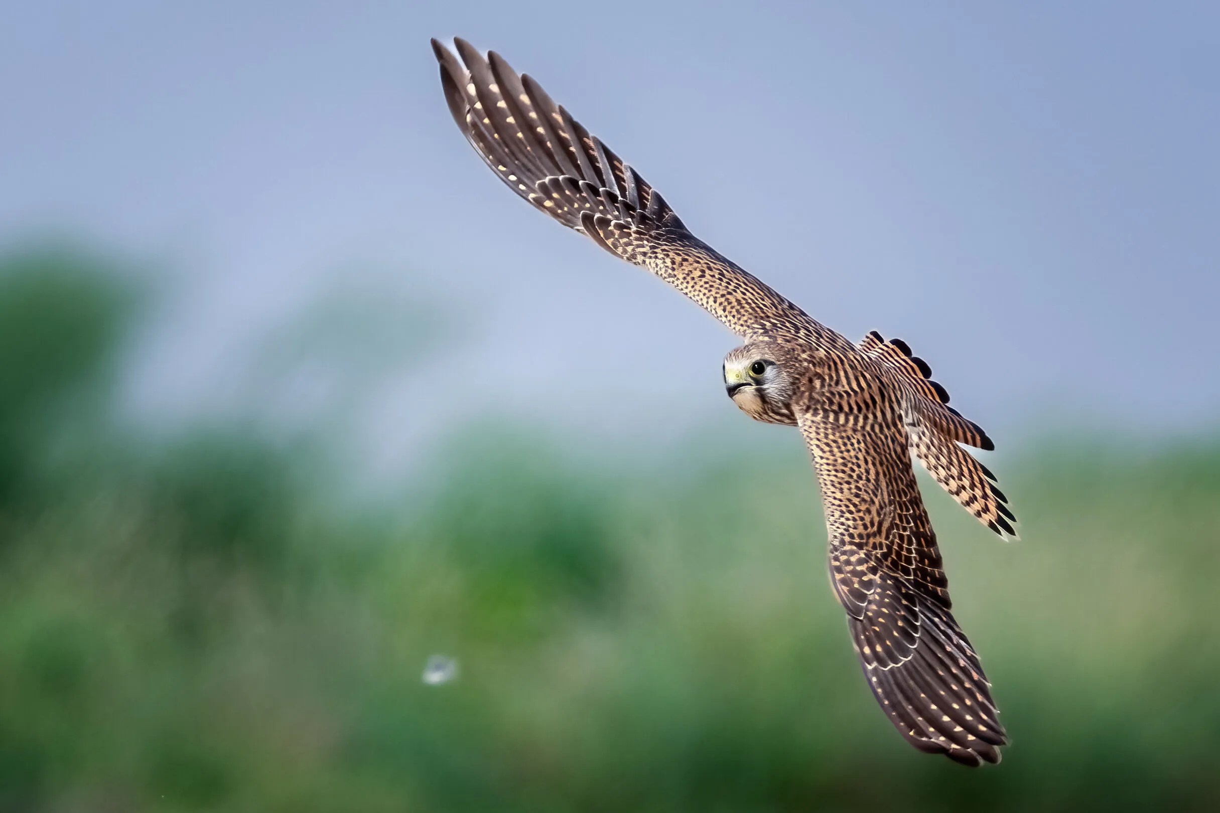 kESTREL ATTACK
