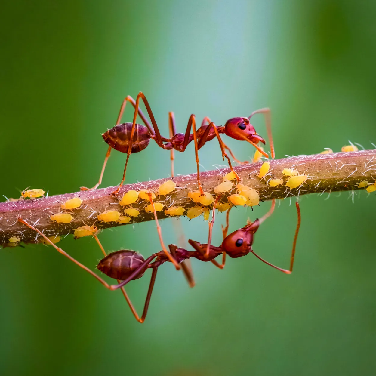 Ants and small insects (Aphids) v4