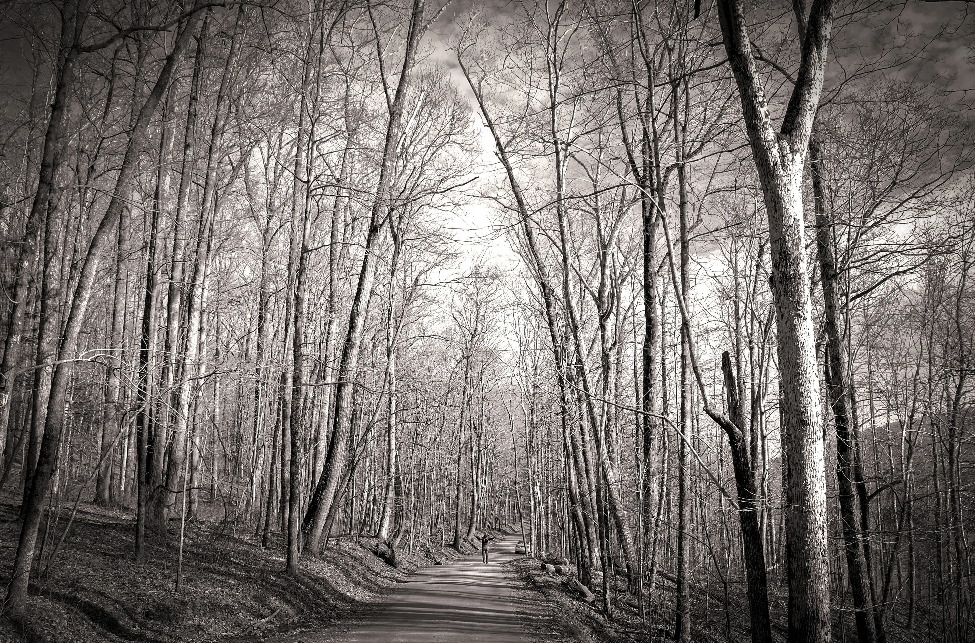 Forest Vignette