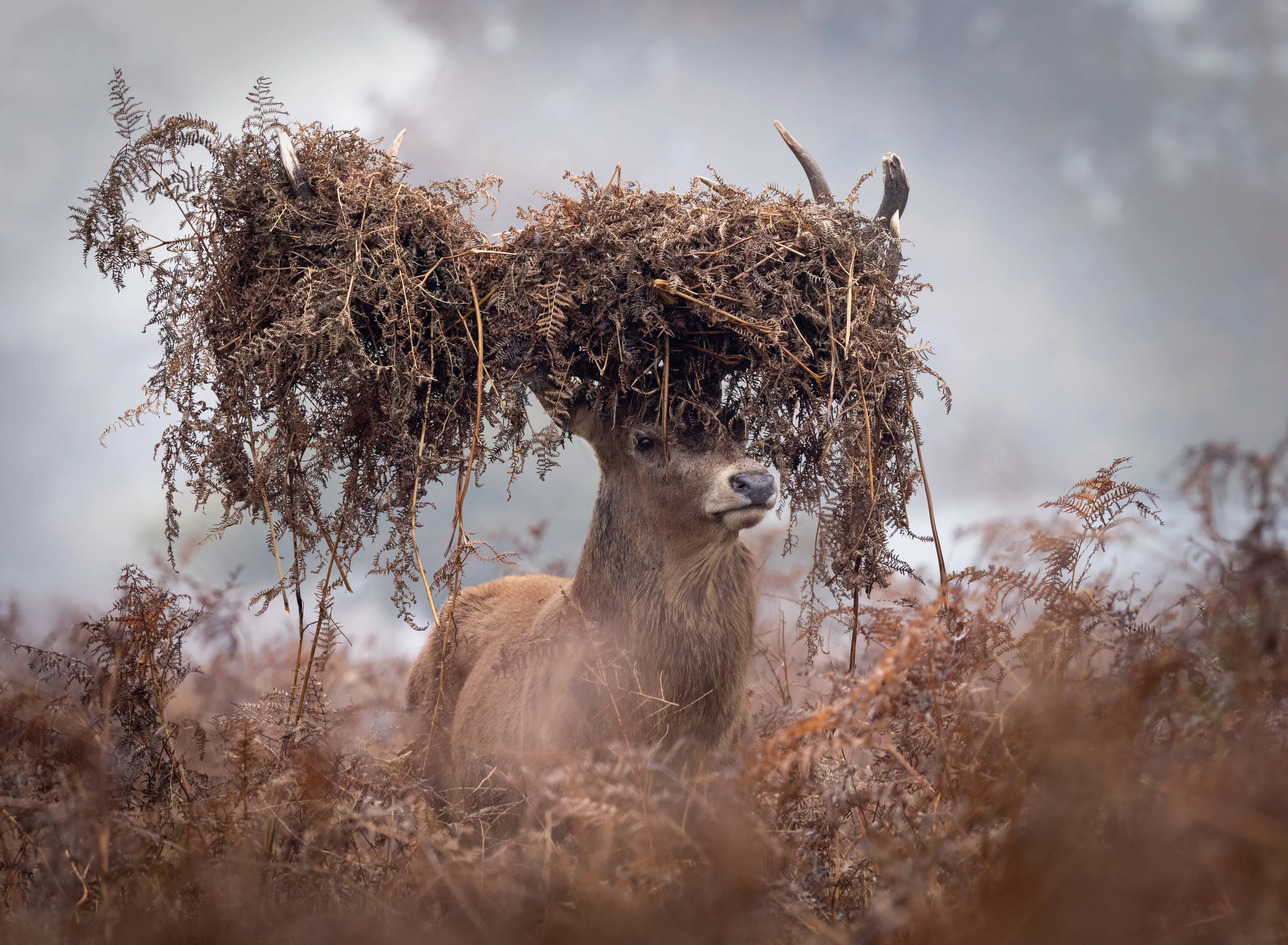 Do my antlers look big in this?