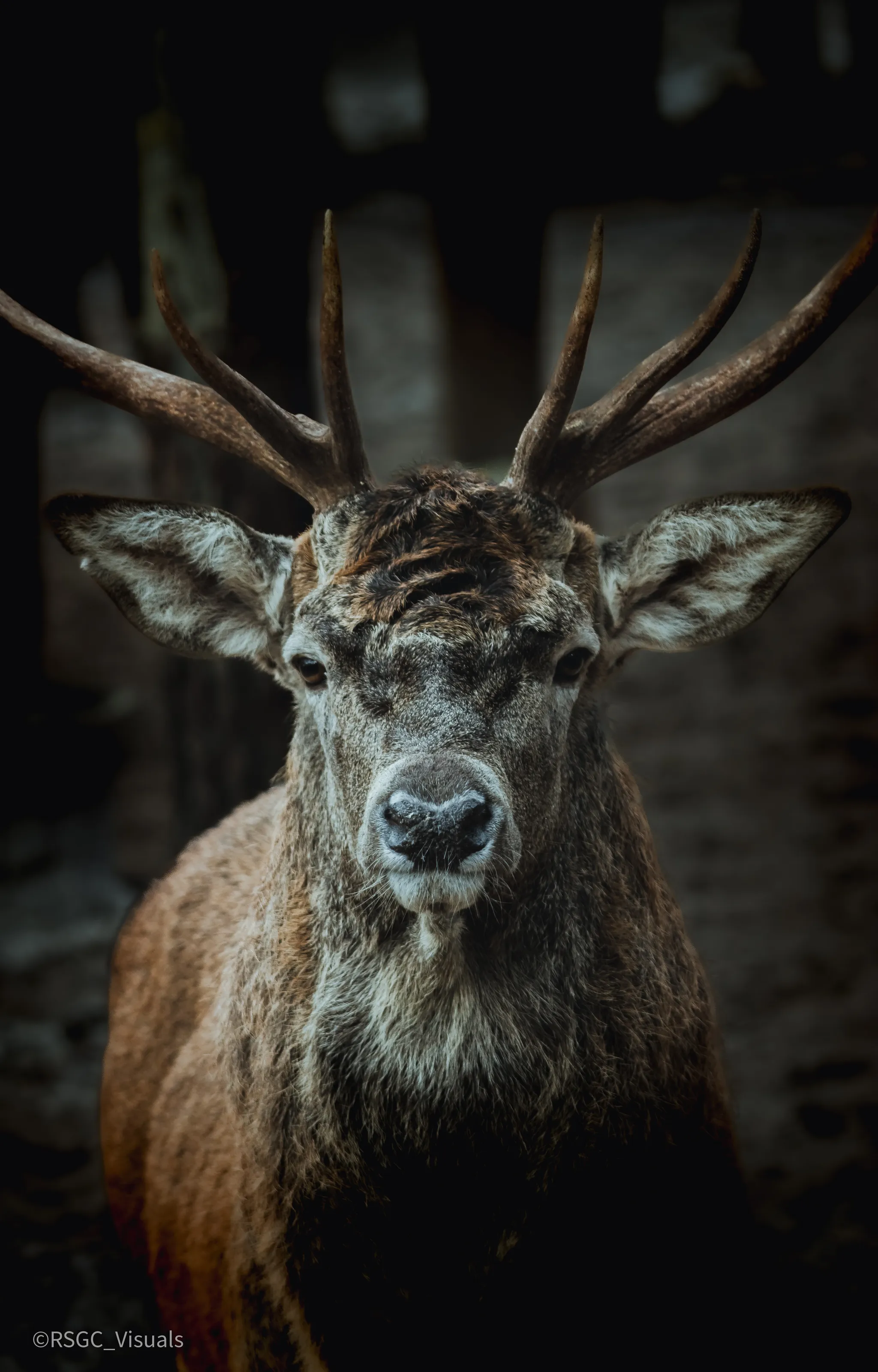 Deer intimidation