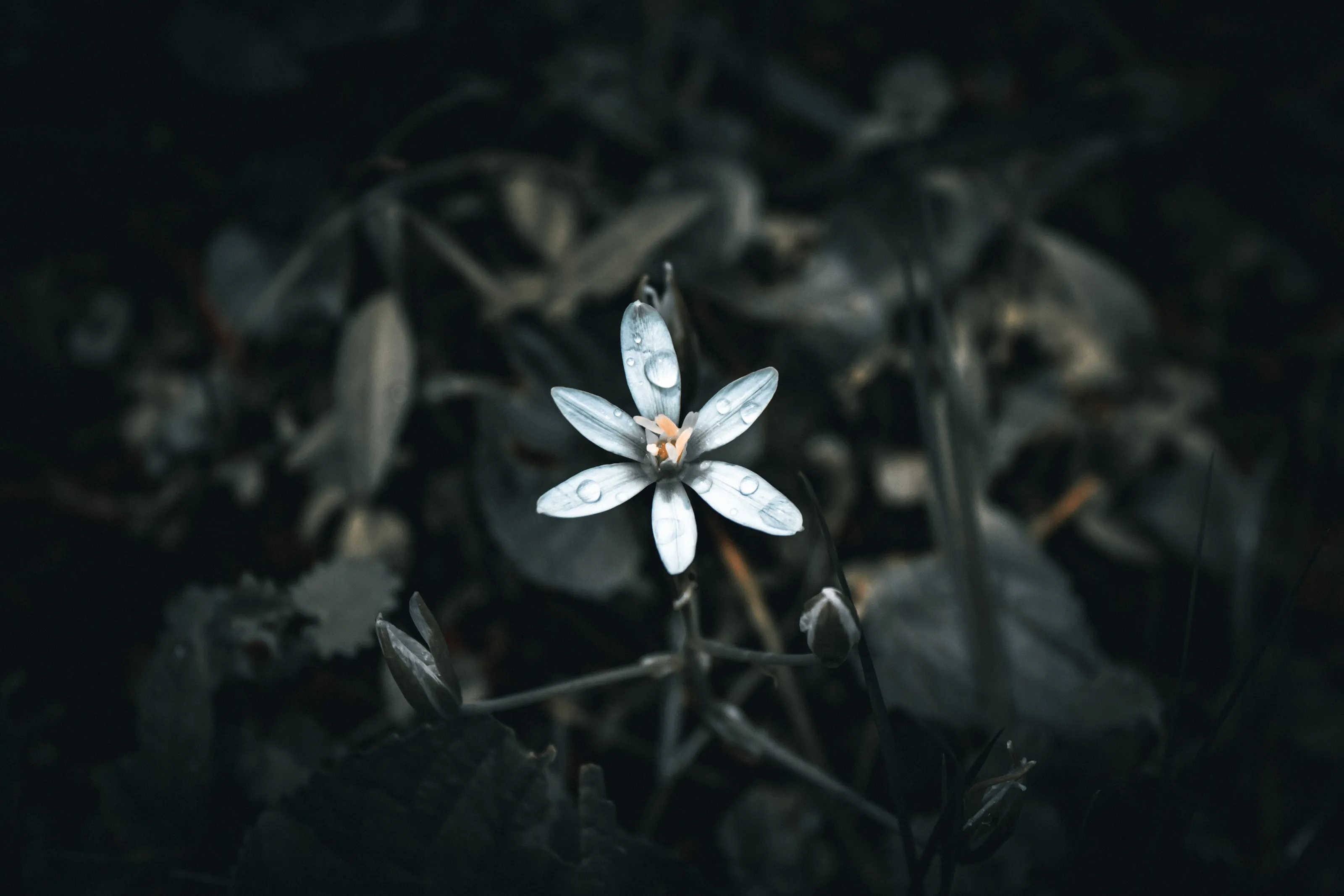 Lonely Flower