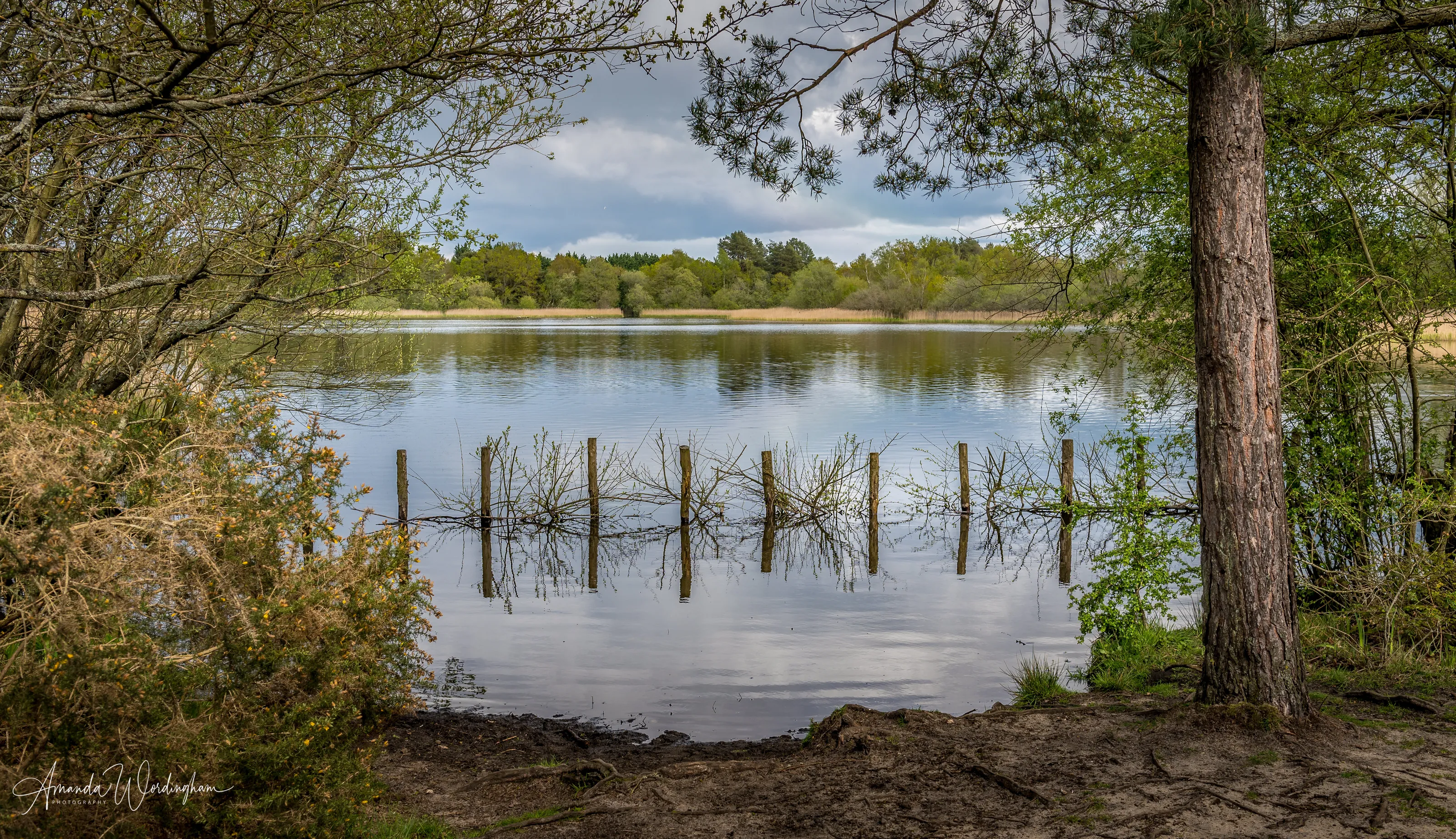 Frensham Little Pond