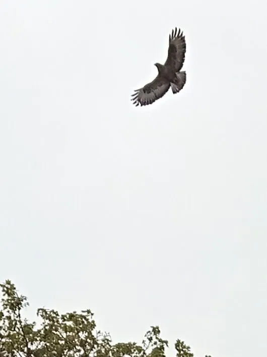 A Buzzard Swooping.