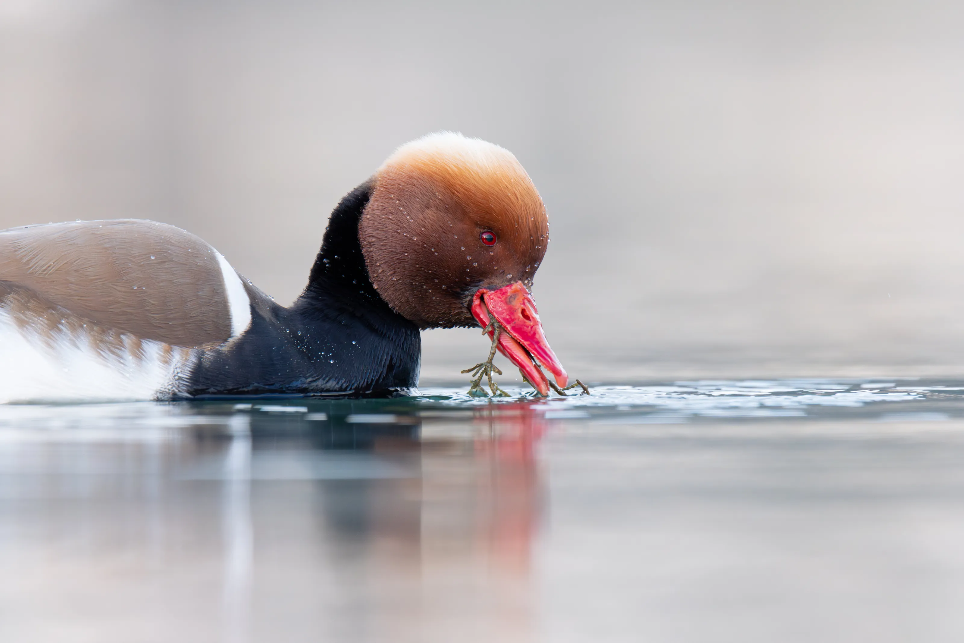 Male Red Crested Pochard