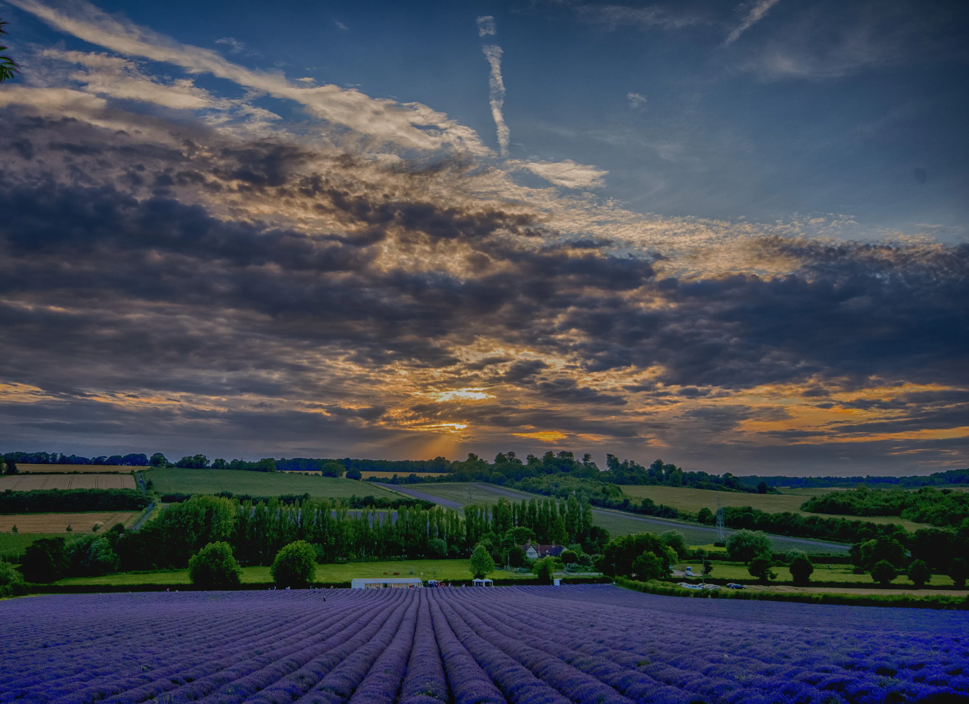 Sunset Over Lavender