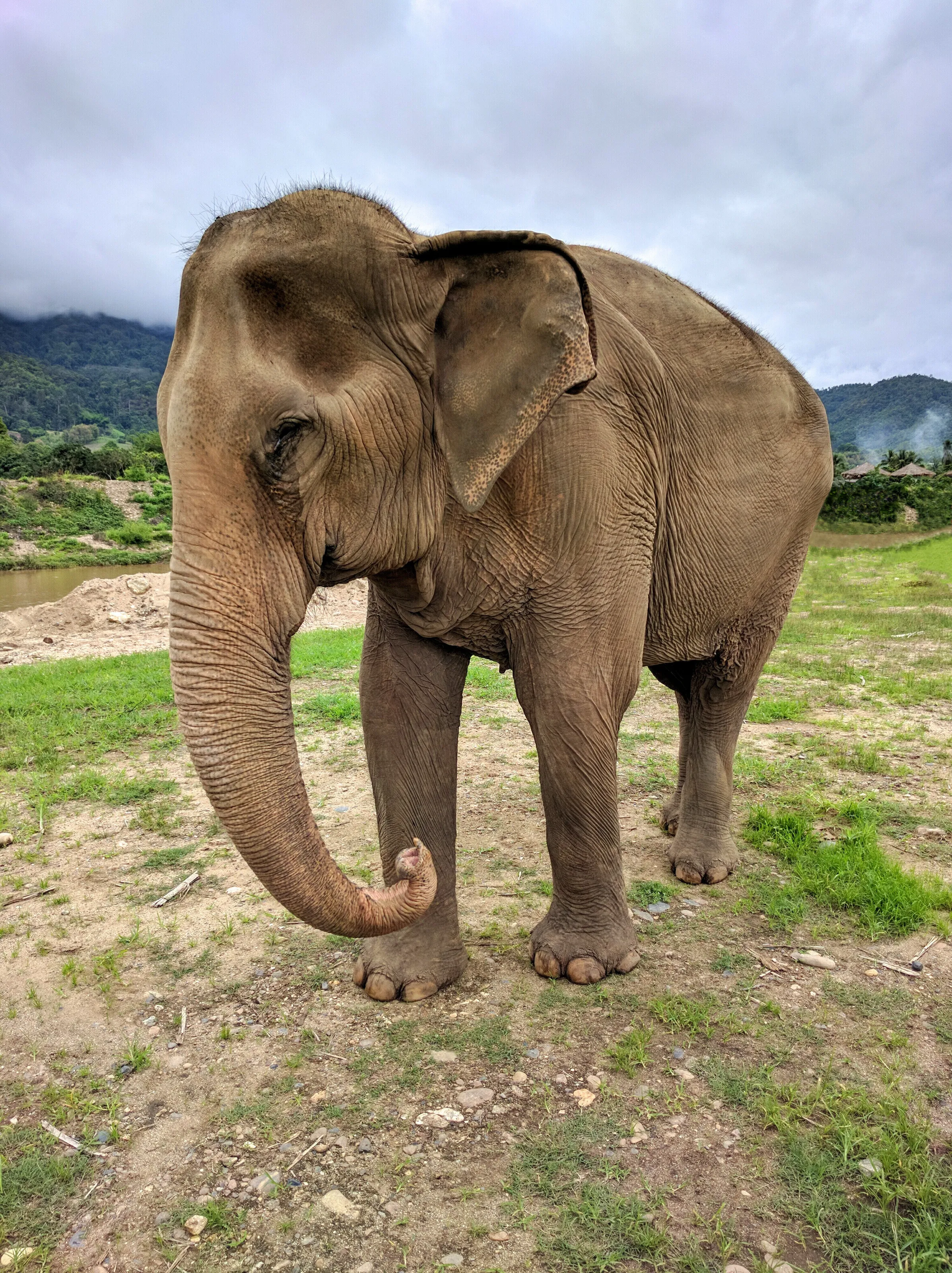 Majestic Elephants of Thailand