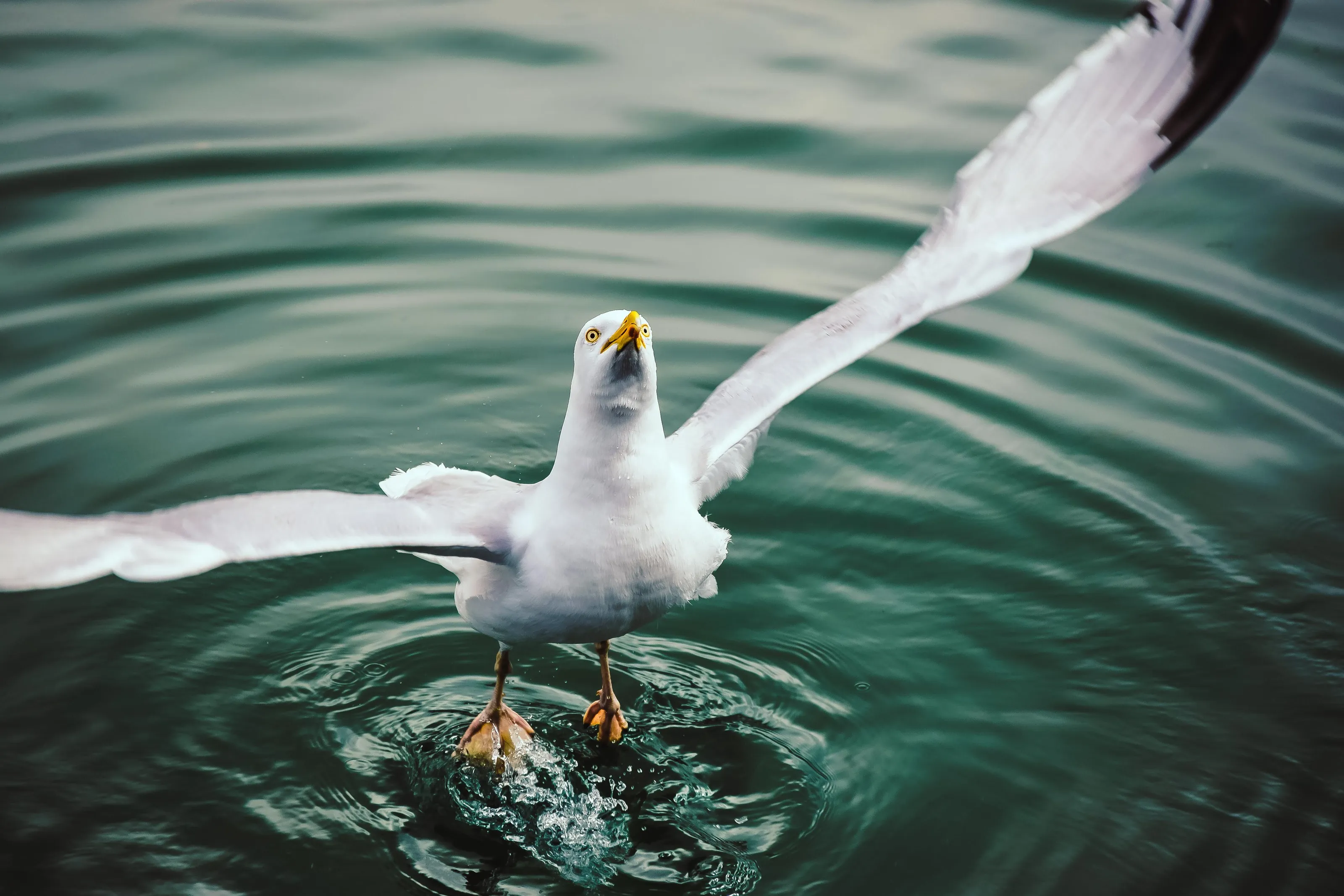 Spread Your Wings.