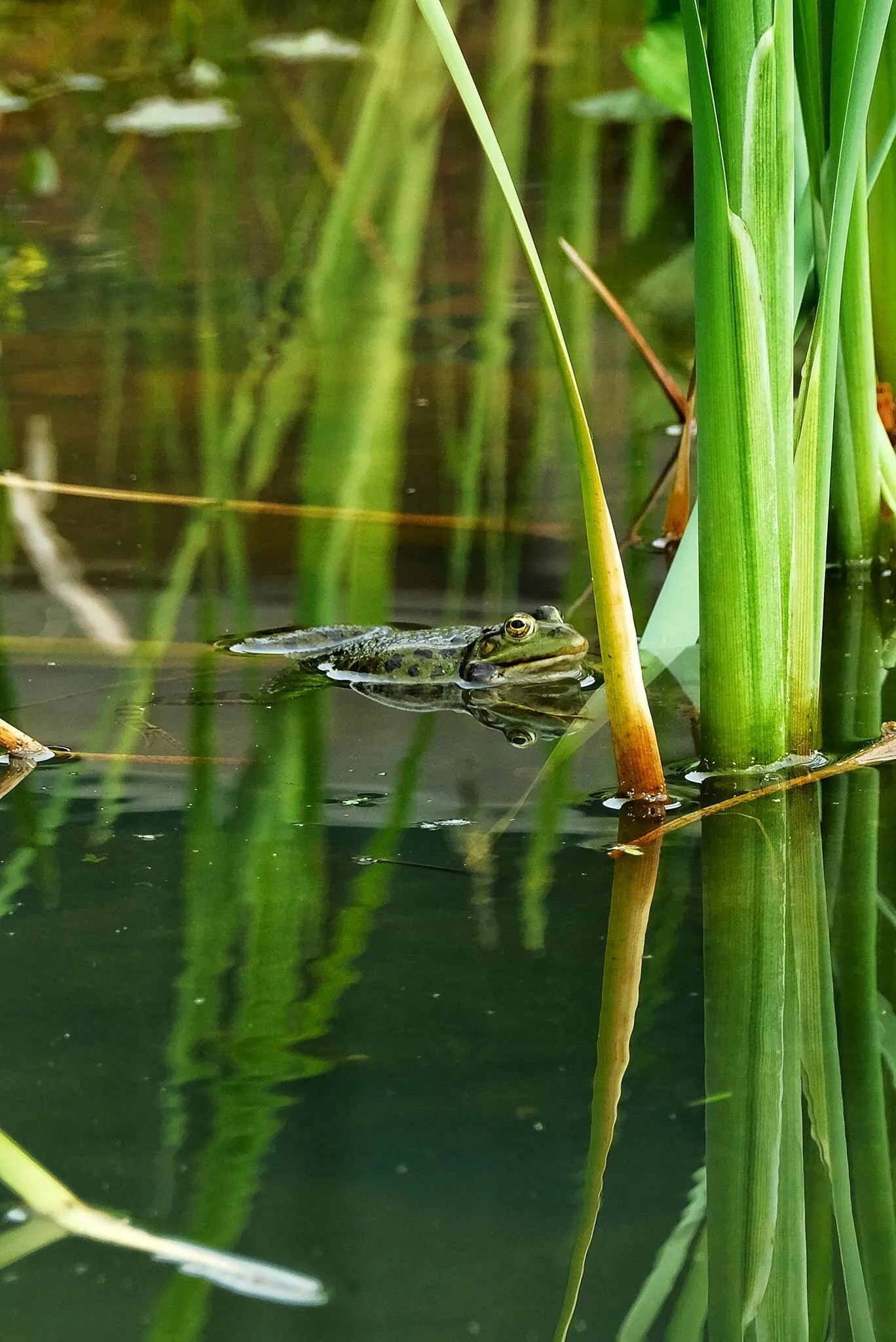 Frog in the reeds