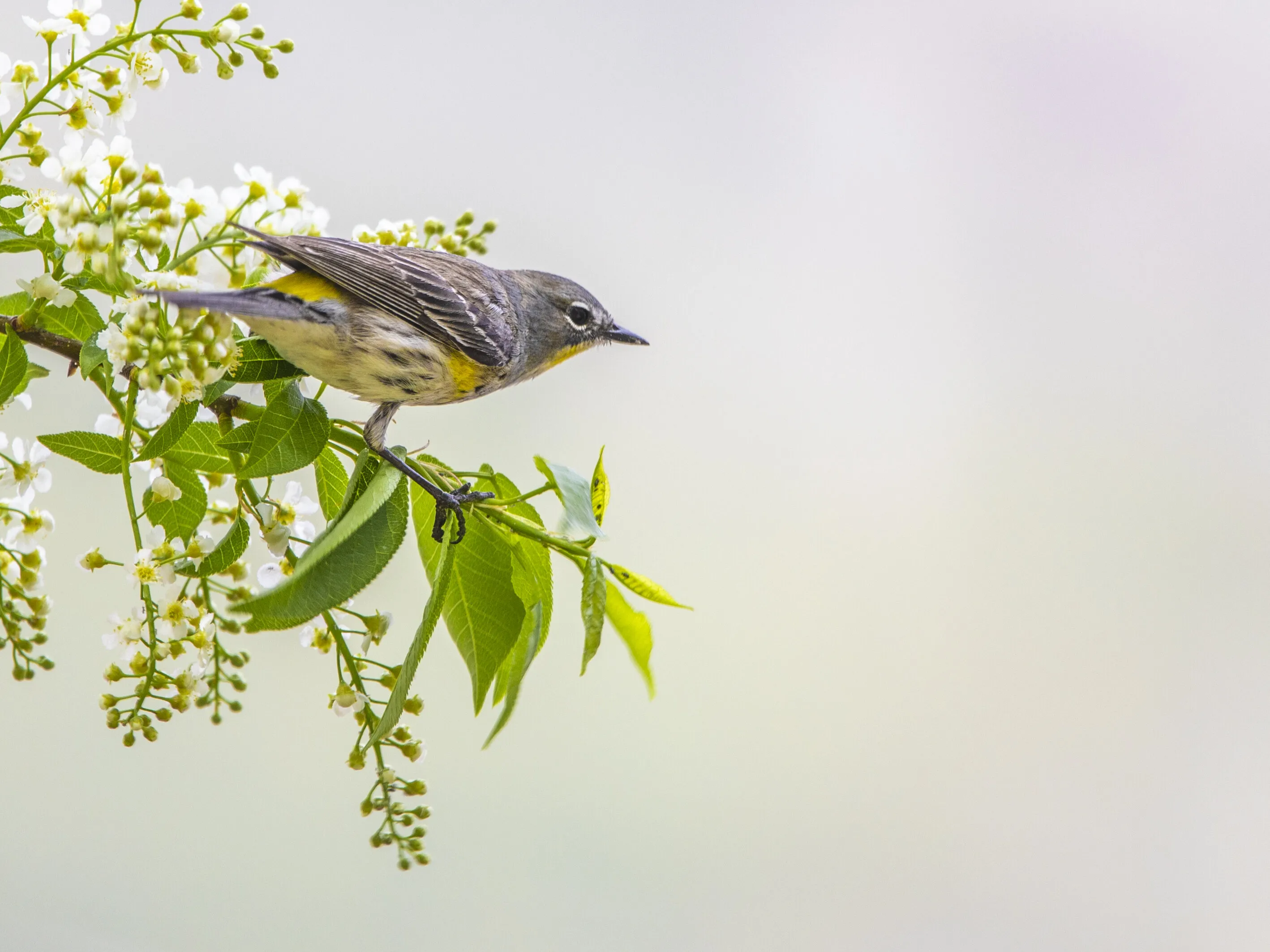 Spring birds