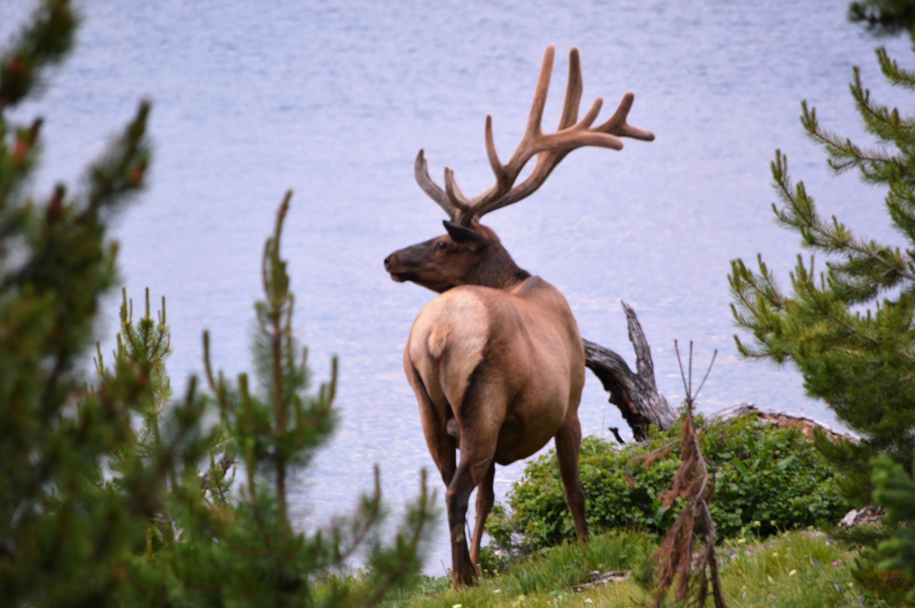 Majestic