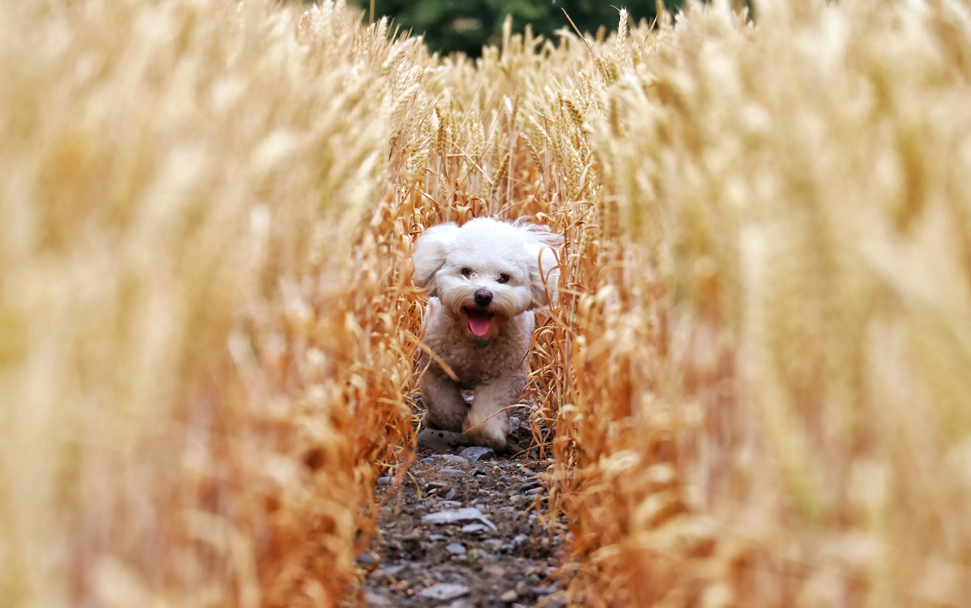 Fields of Gold