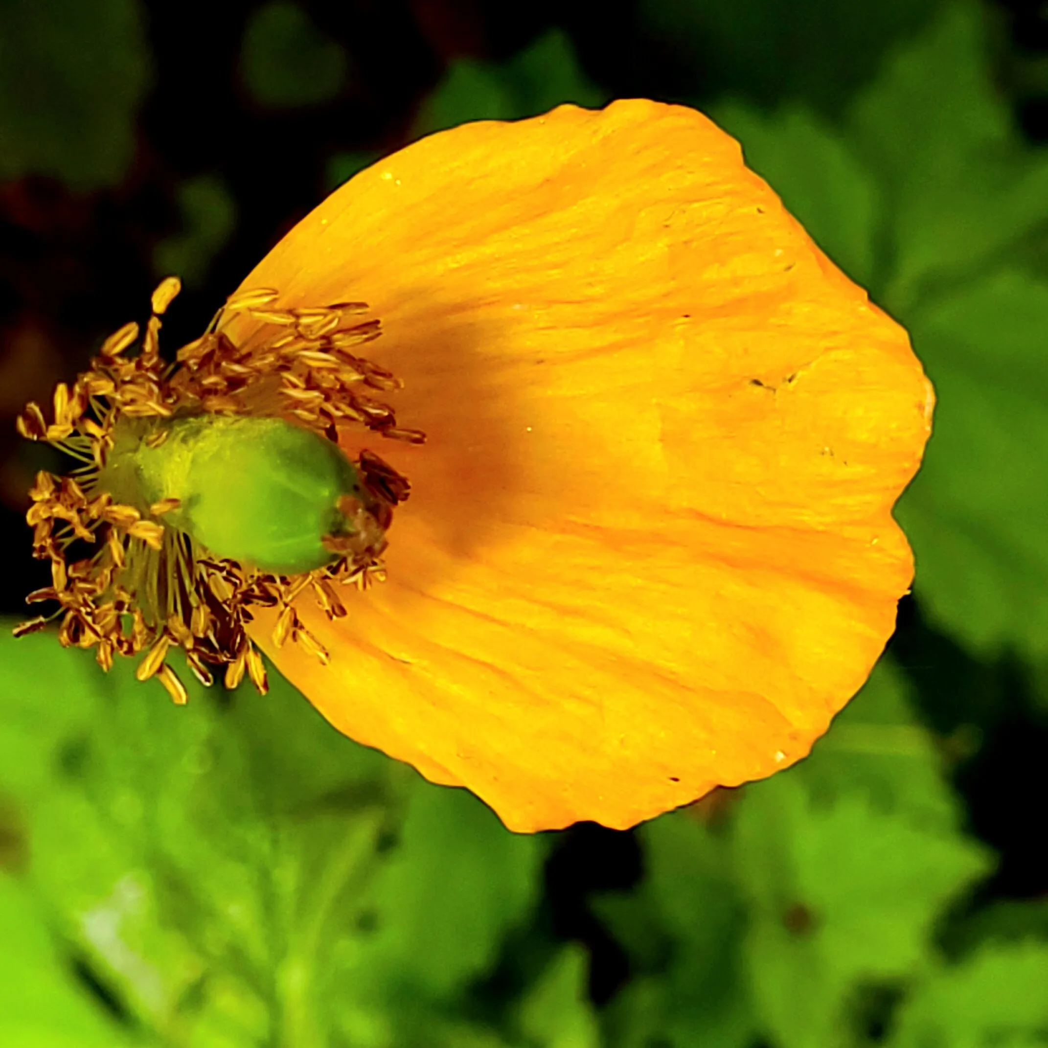 One petal remaining -poppy