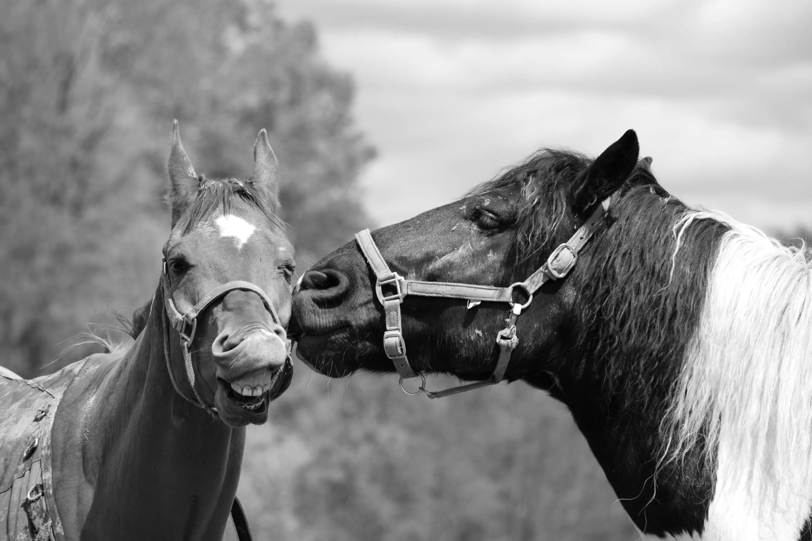 Give Me a Kiss