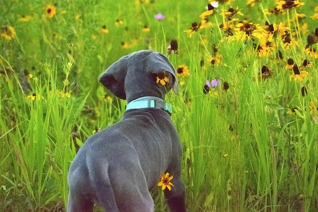 Bailey Blu