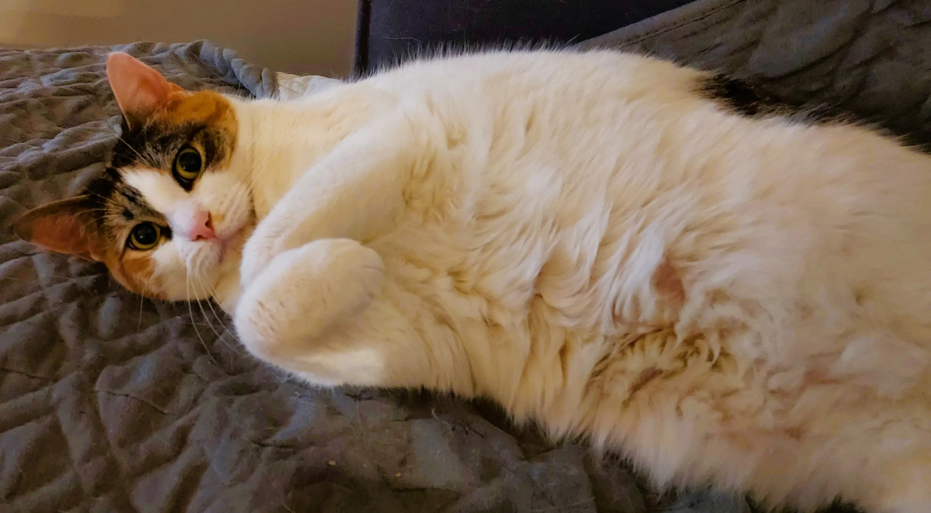 Chromie resting pose on the sofa
