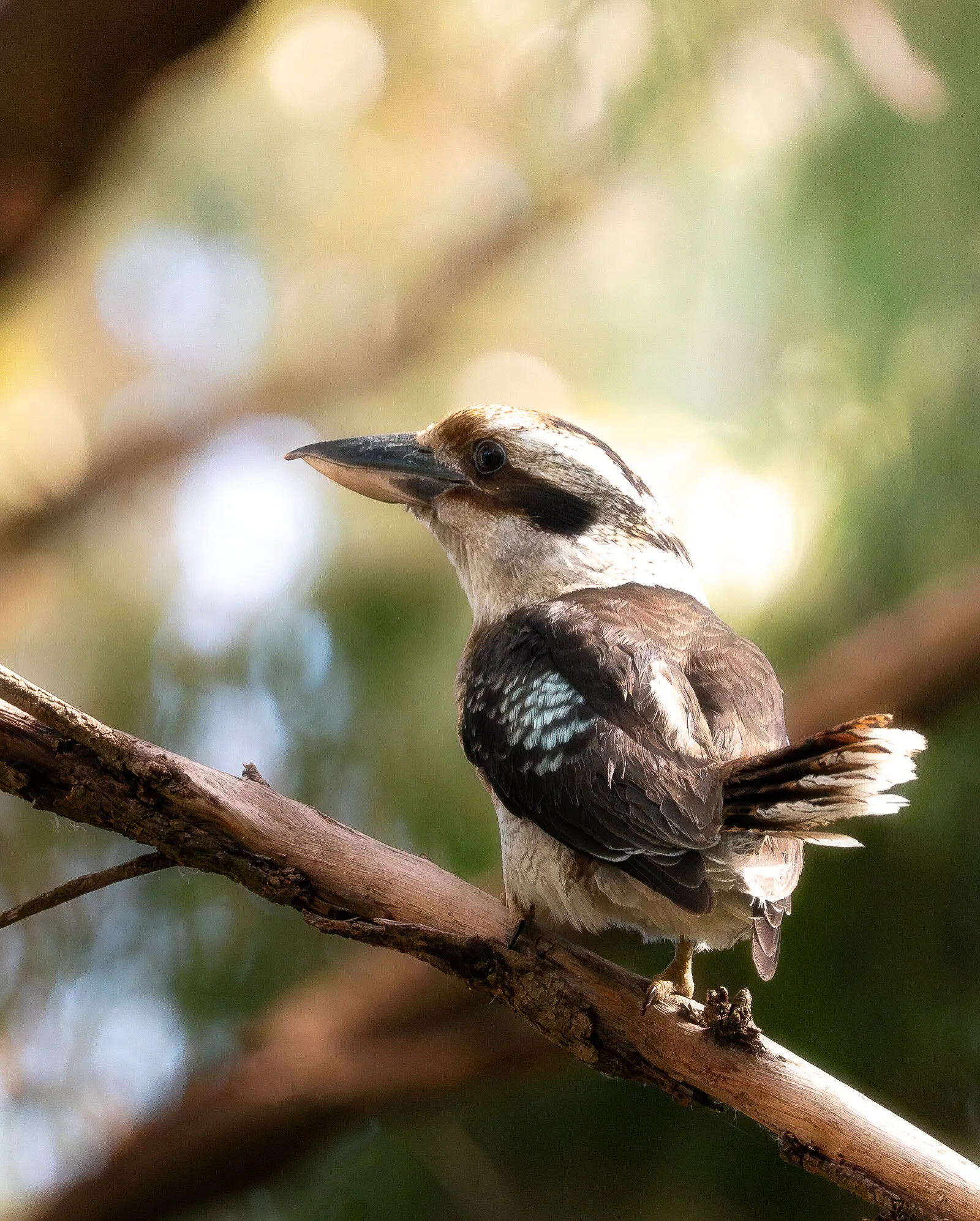 Laughing kookaburra