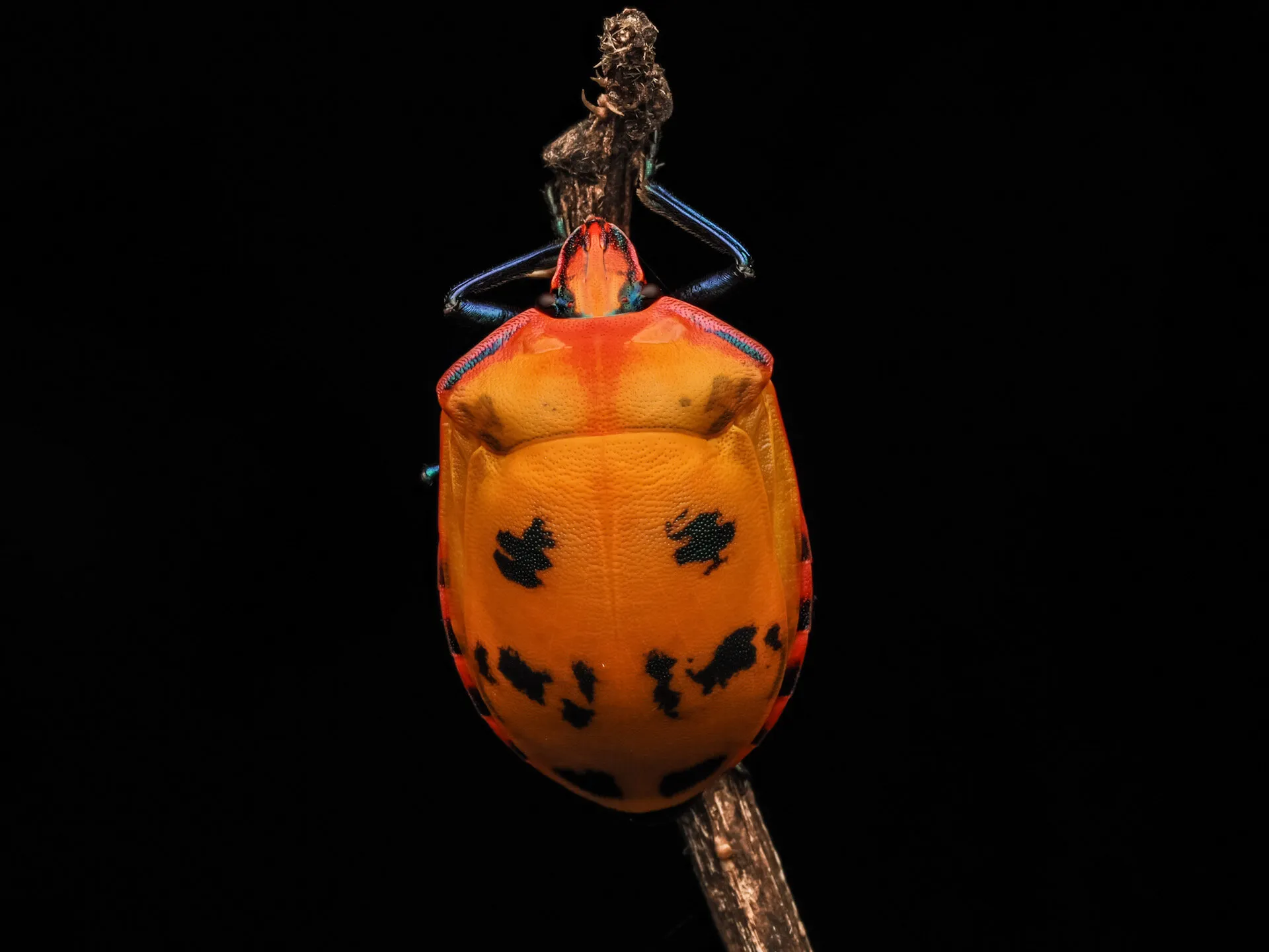 Lone female