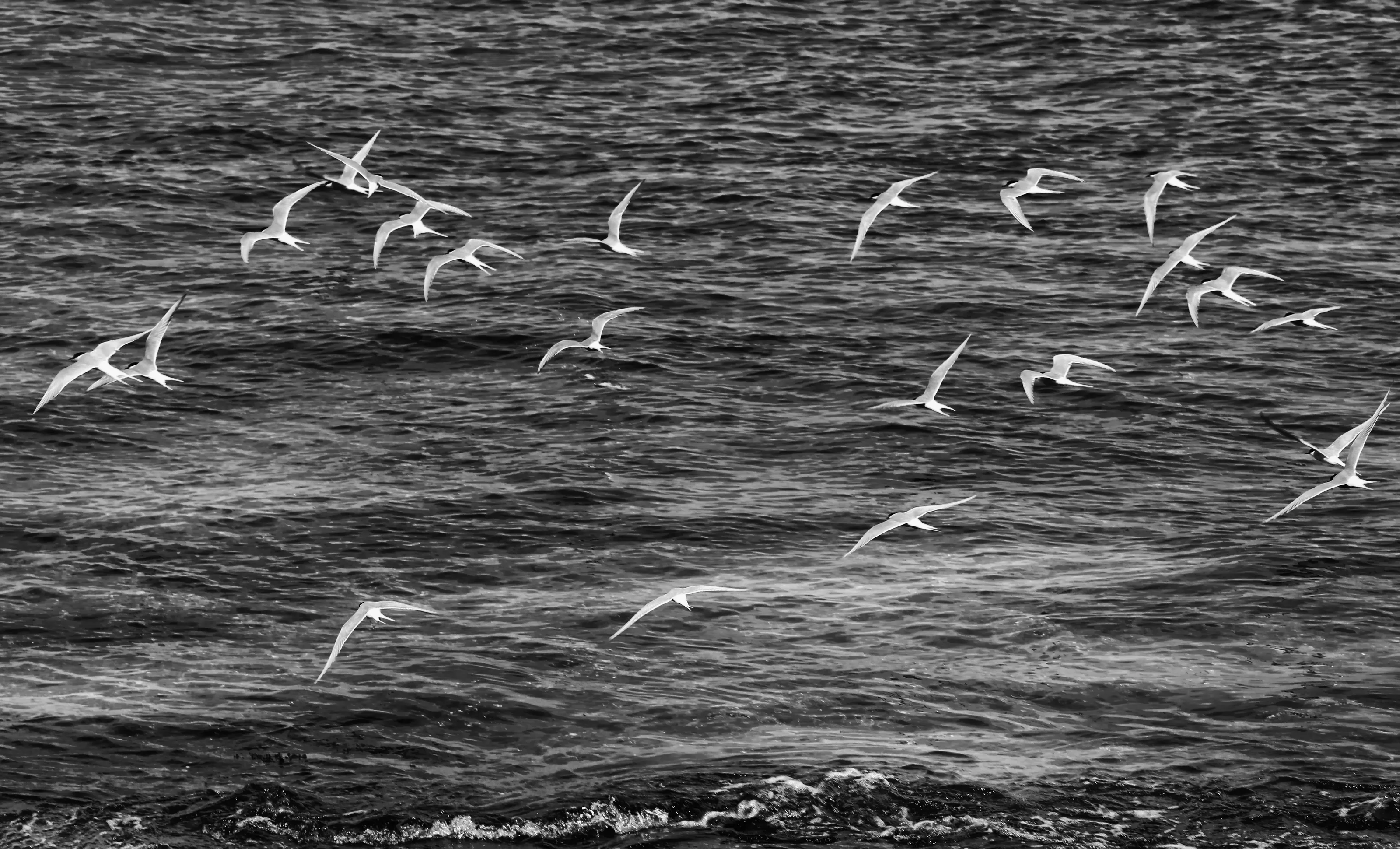 Arctic Terns