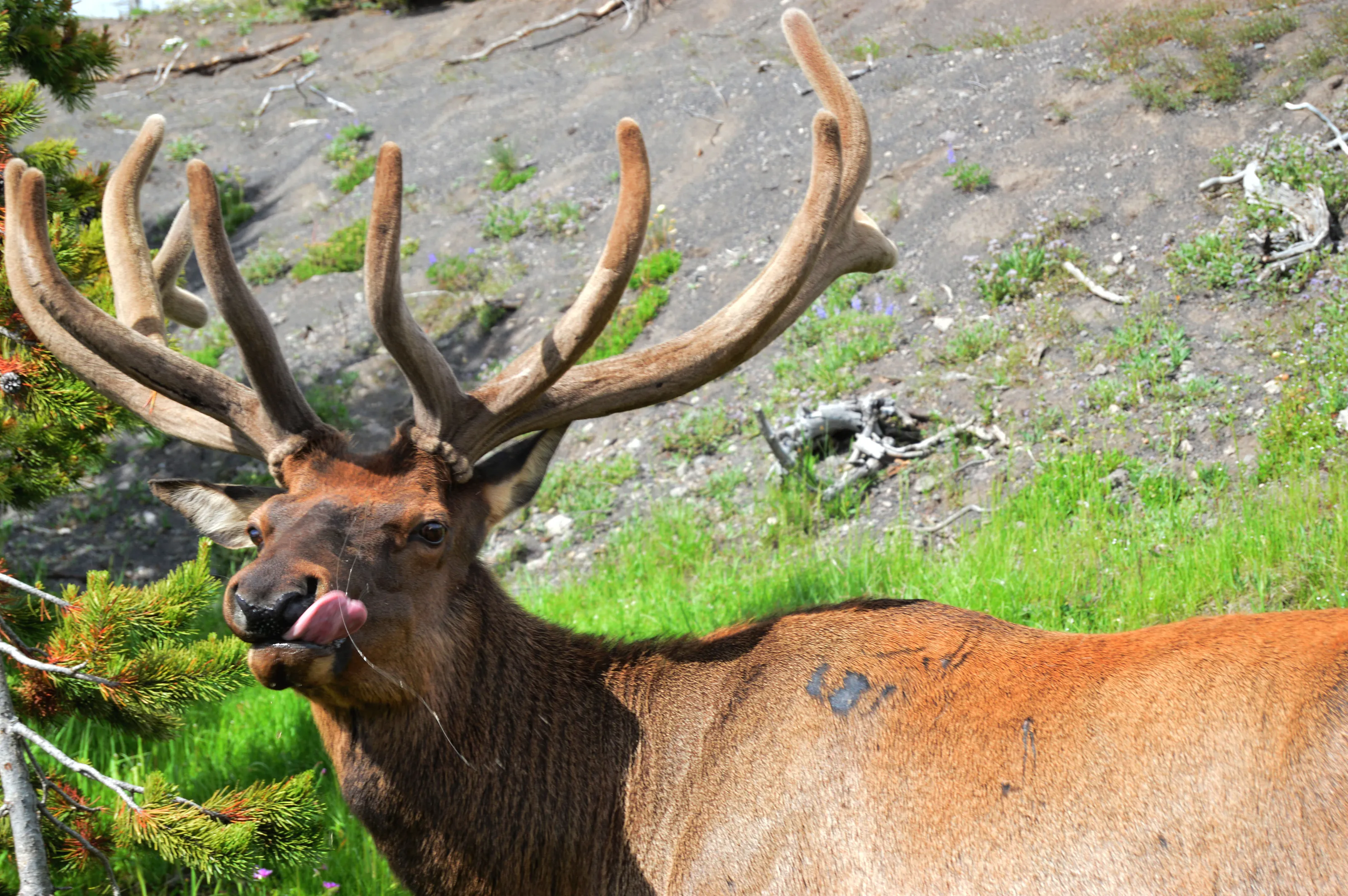 Sharp Dressed Buck