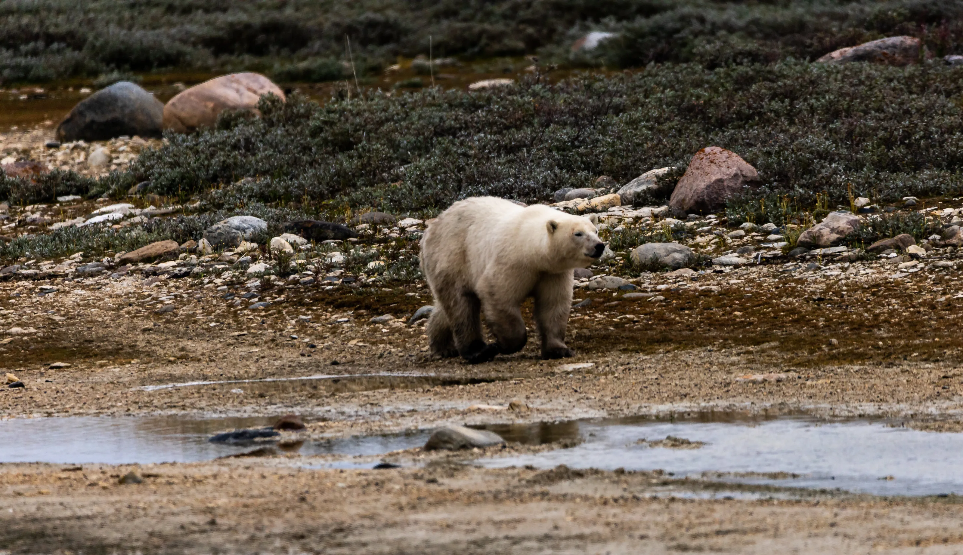 Polar Bear In the wild