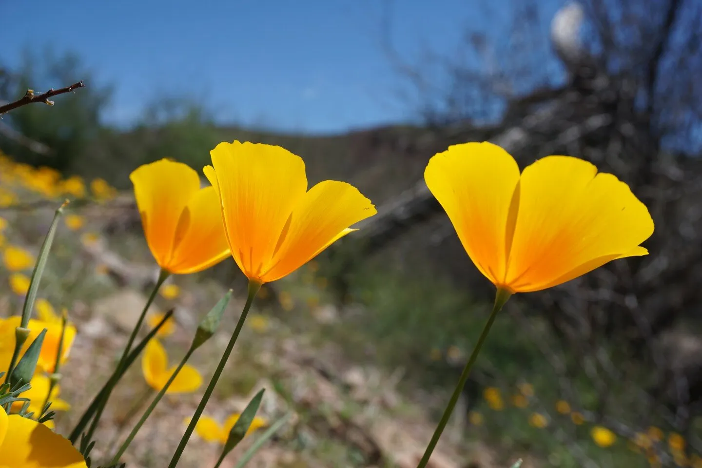 Spring Poppies