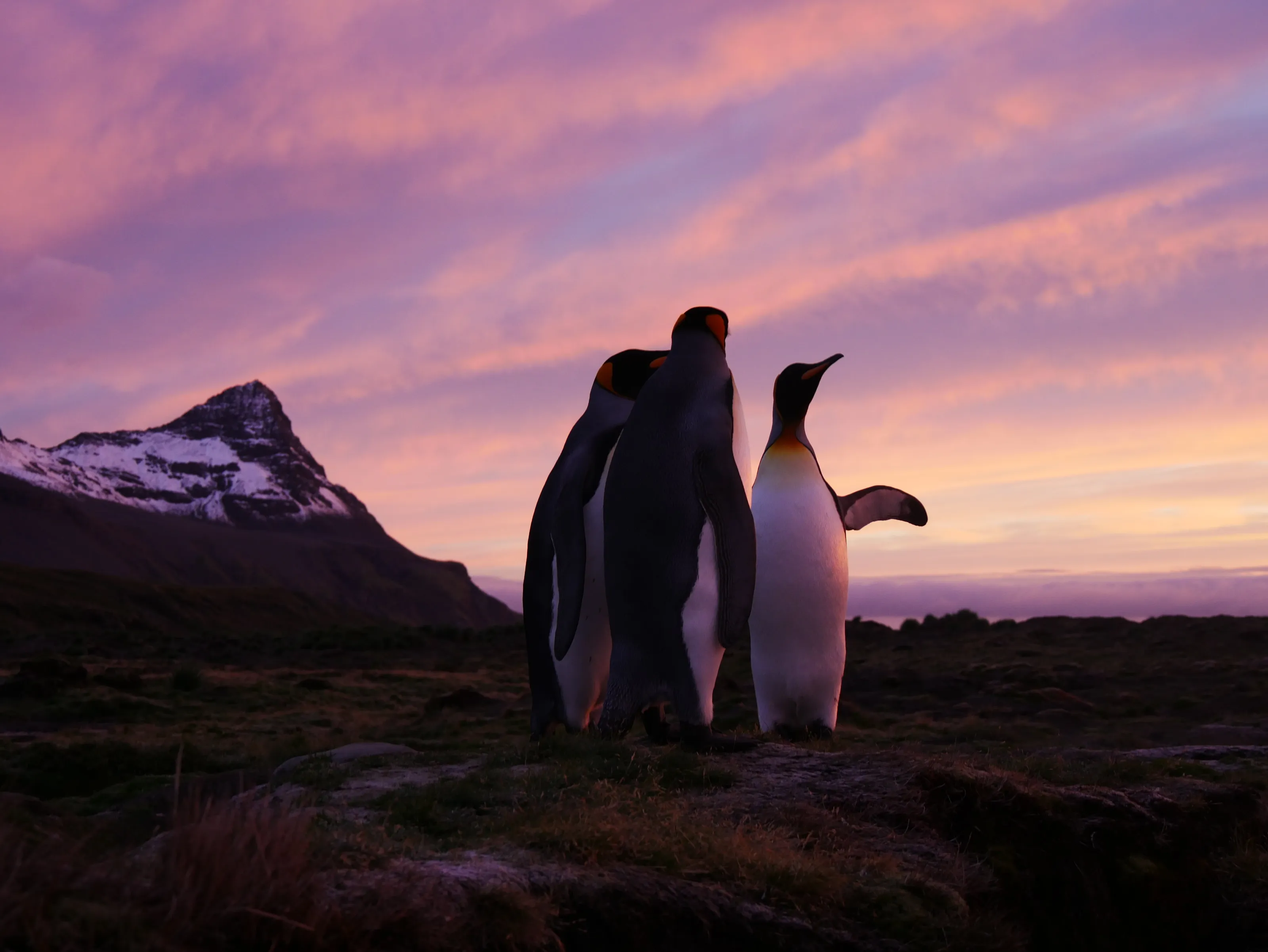 King penguins on South Georgia