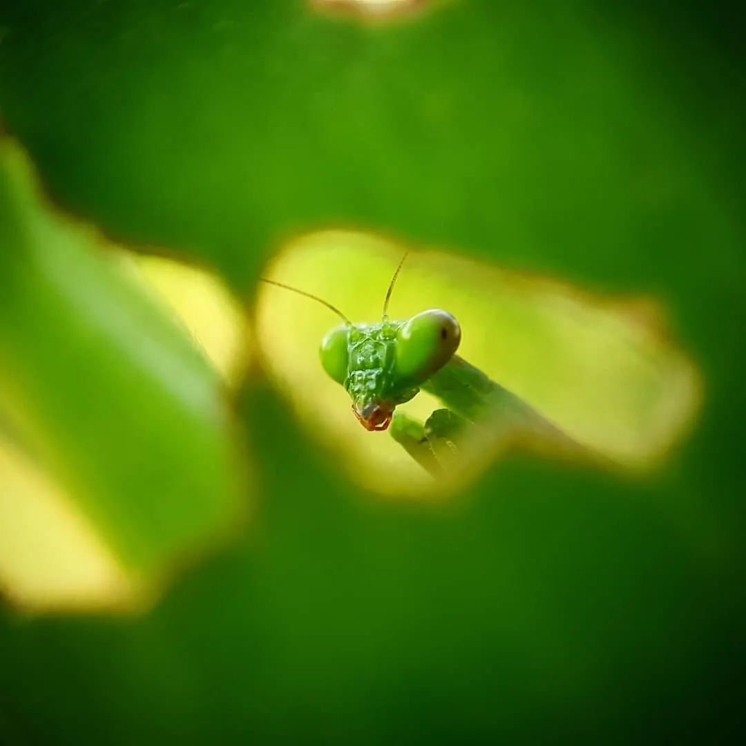 Praying Mantis Hole